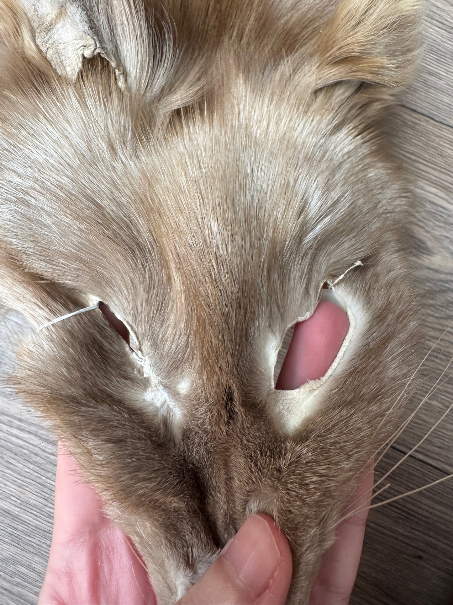 Polish Pastel fox pelt (12)