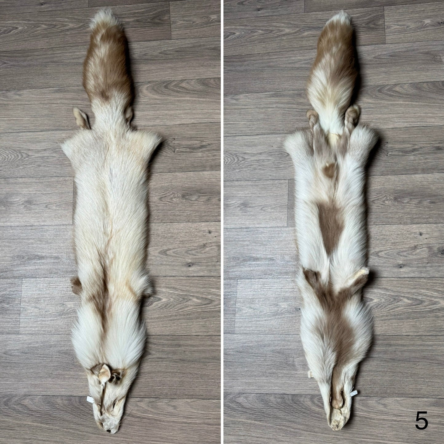 Smokey Snow Glow fox pelt (5)