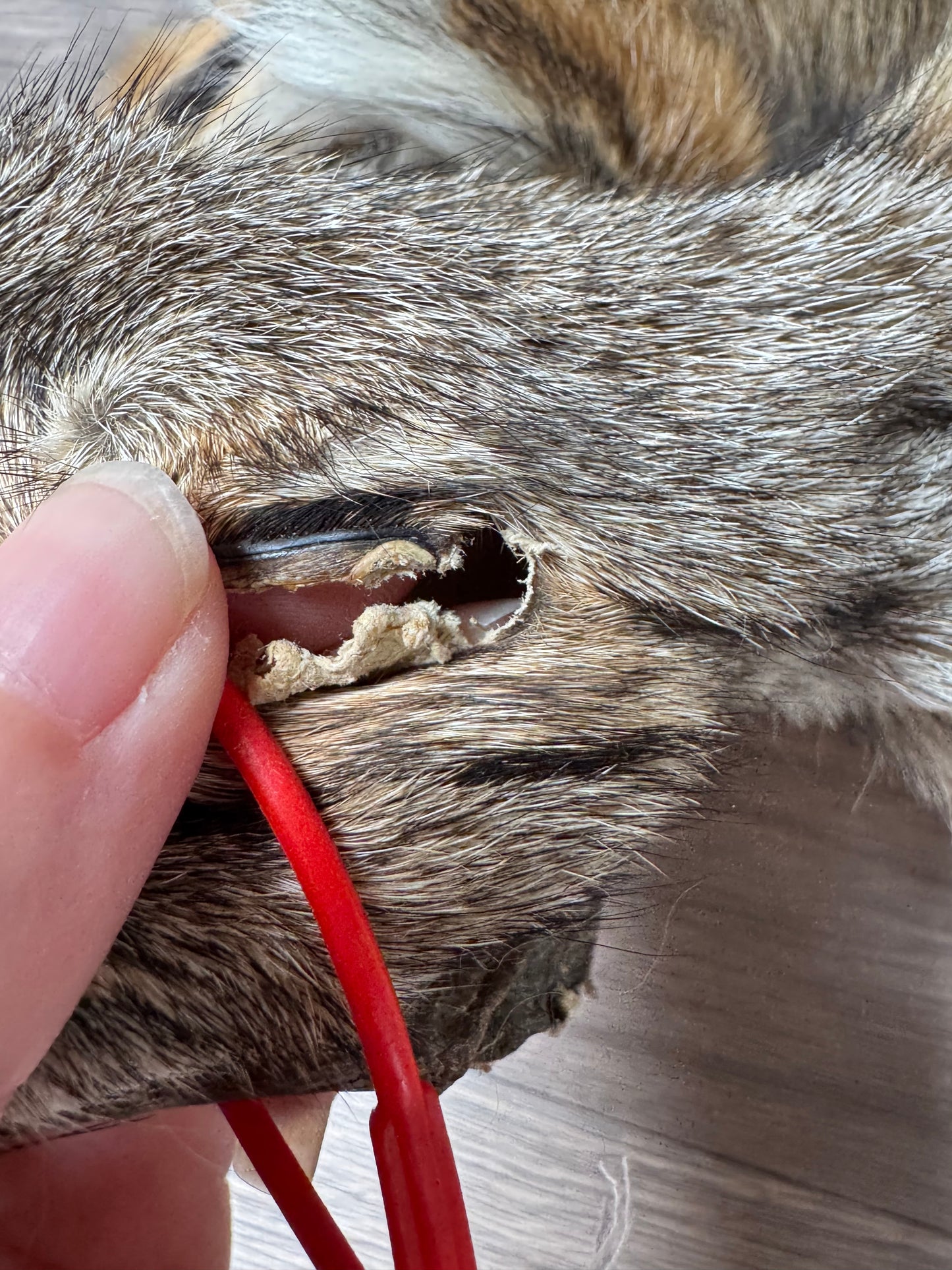 Male coyote mountable pelt (13)