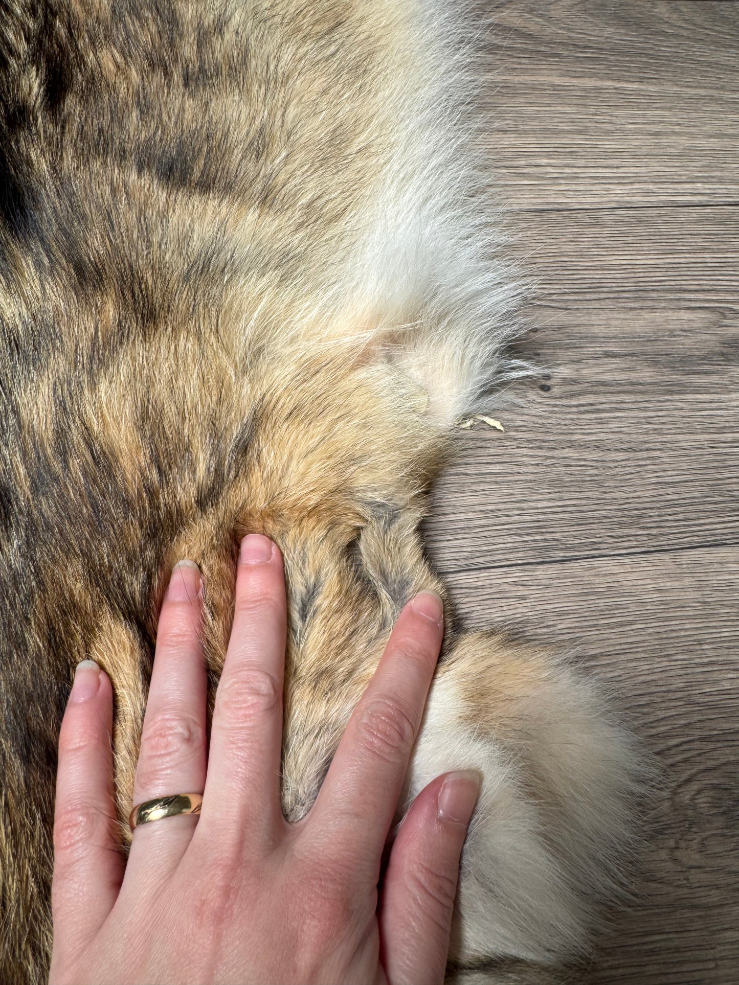 Coyote pelt (10)