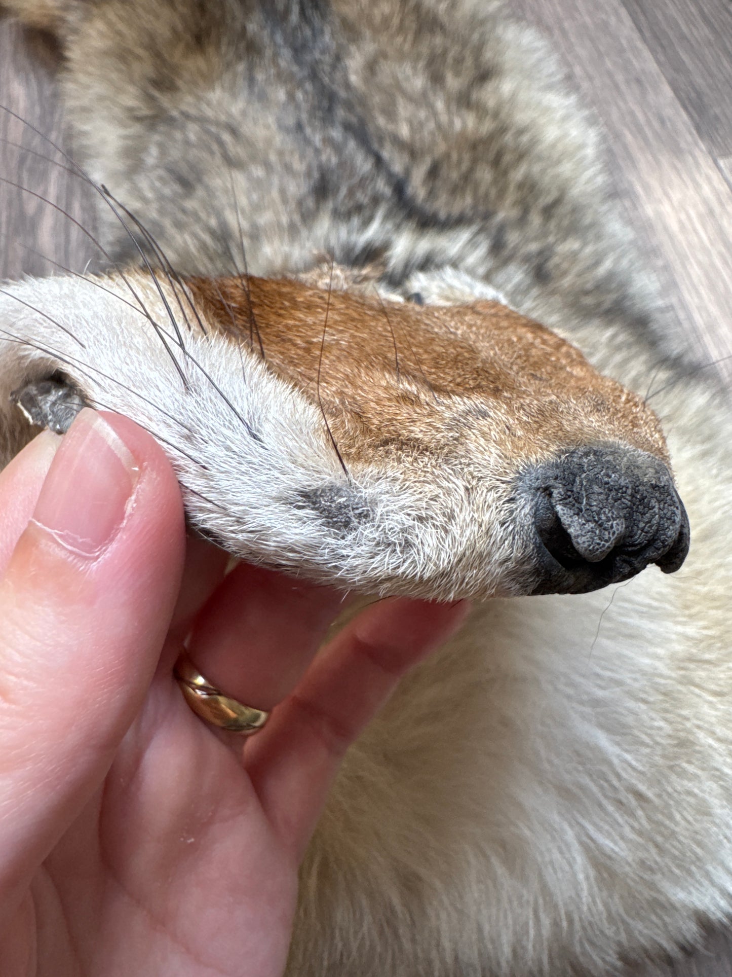 Female coyote mountable pelt (9)