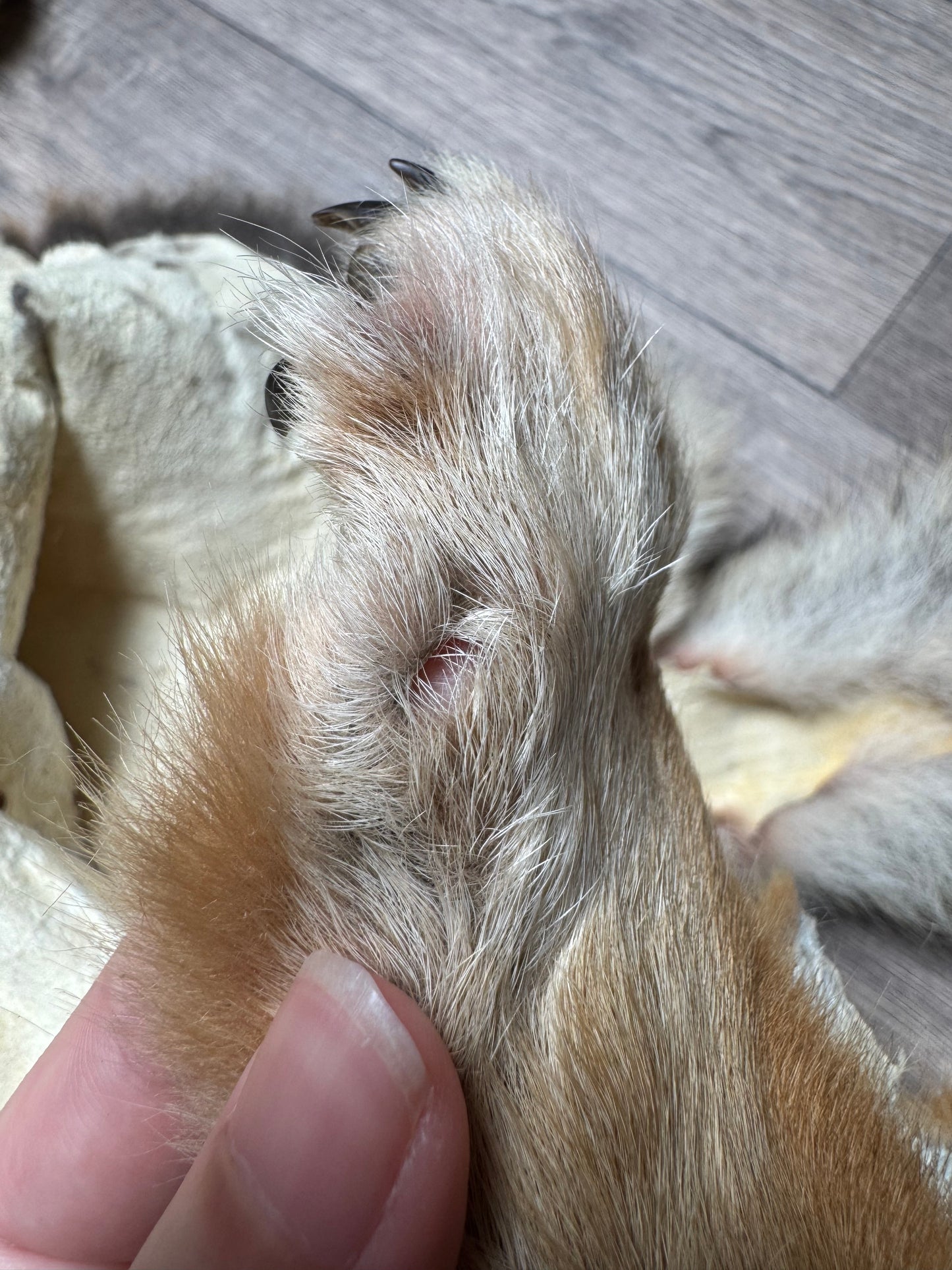 Male coyote mountable pelt (13)