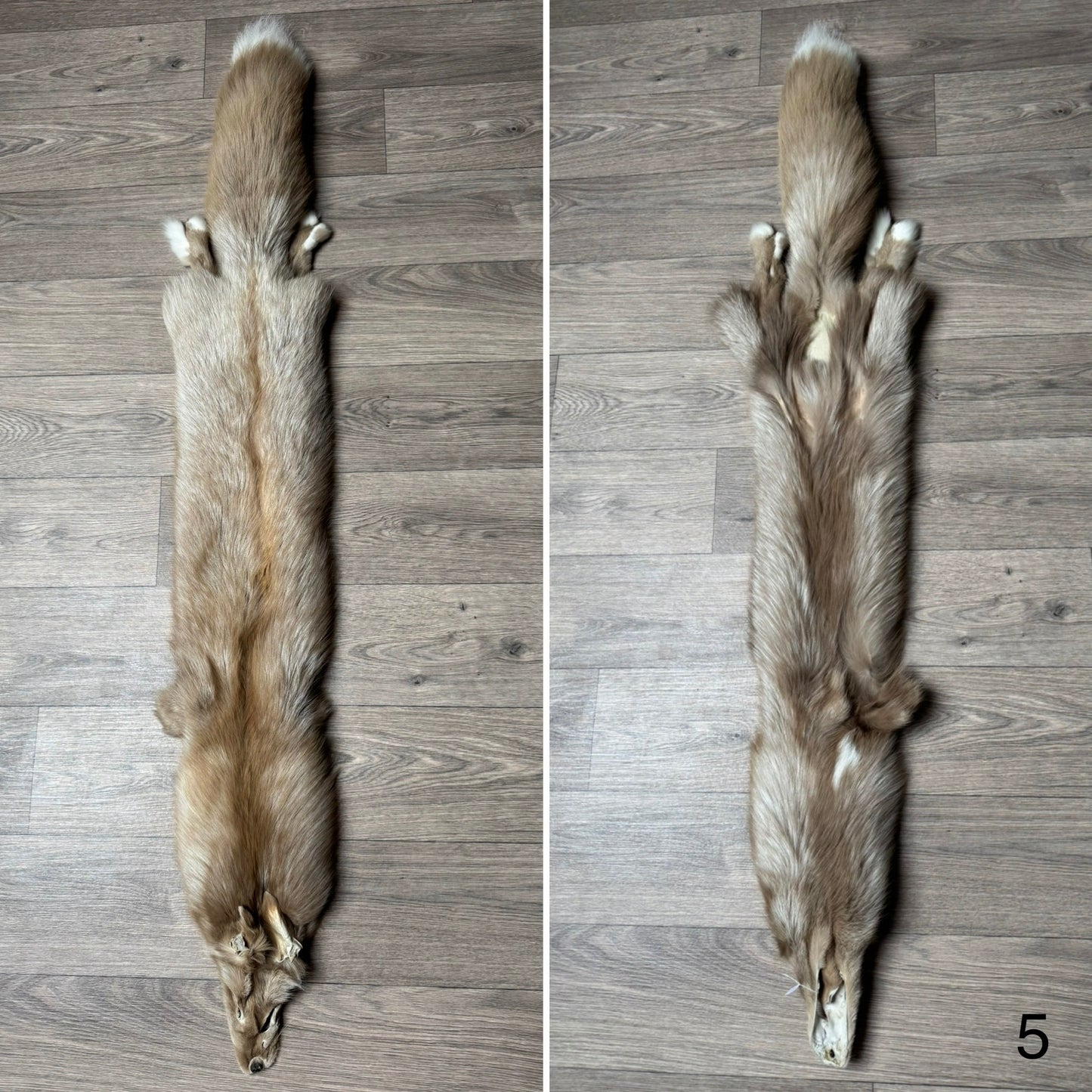 Amber fox pelt (5)