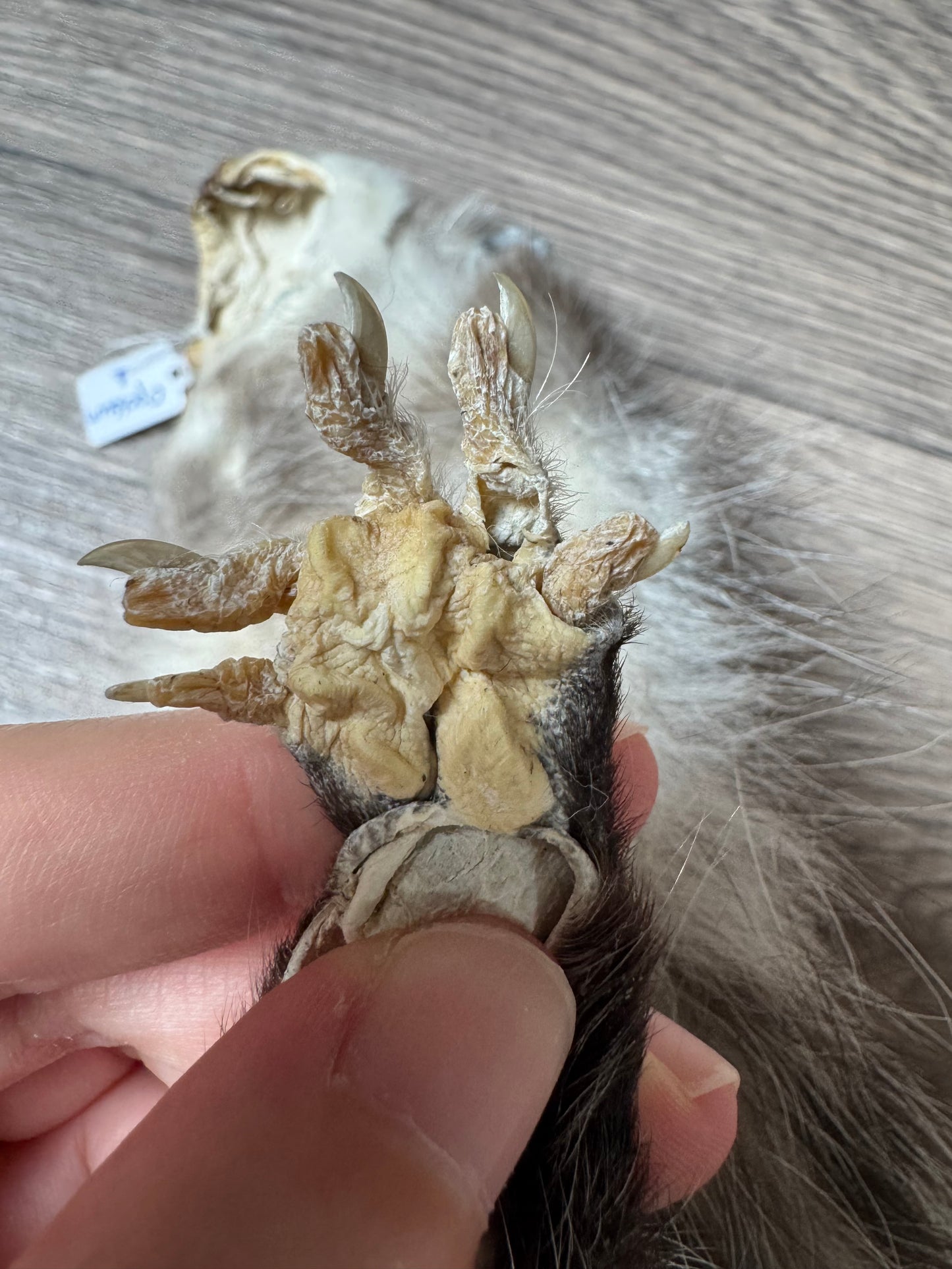 Male opossum mountable pelt (1)