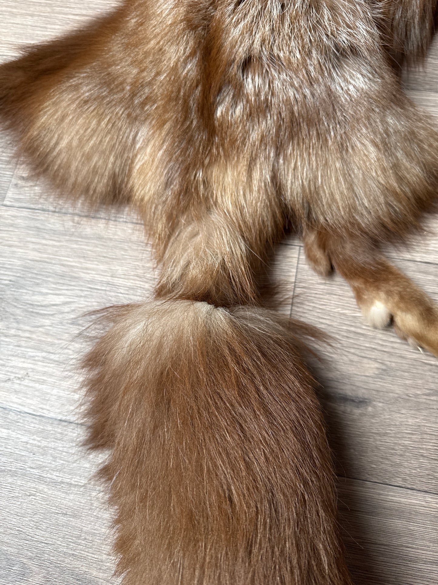 Burgundy fox pelt (1)