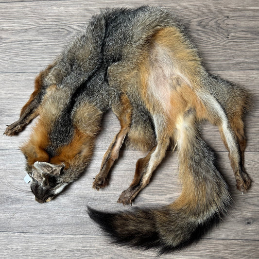 Female grey fox mountable pelt (11)