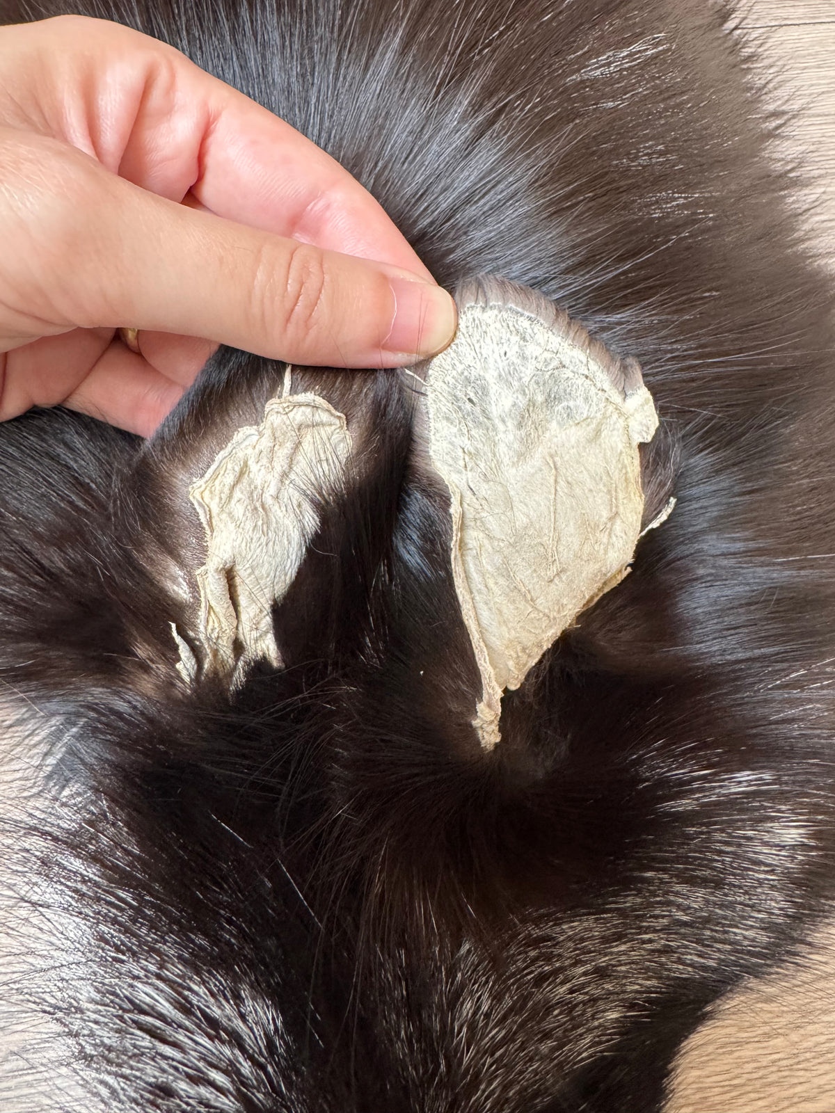 Silver fox pelt (1)