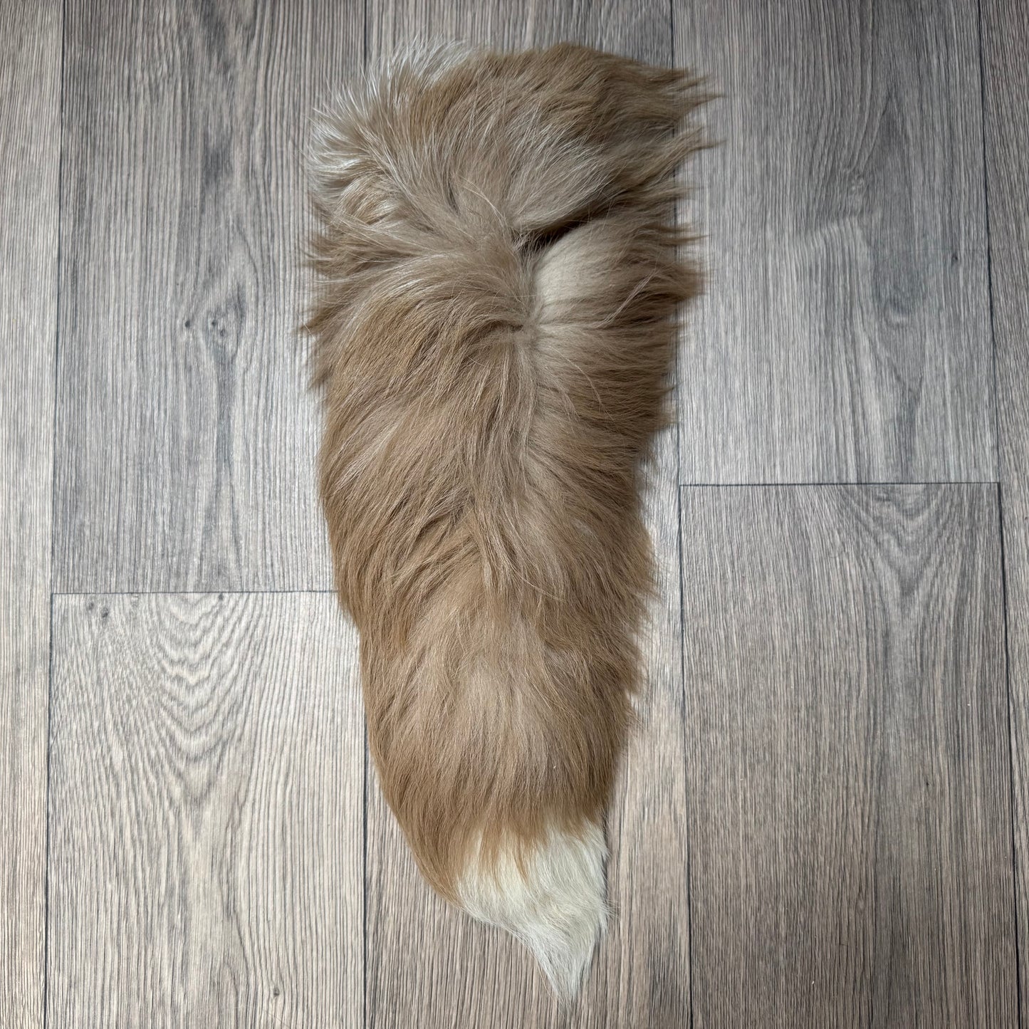 B grade tails