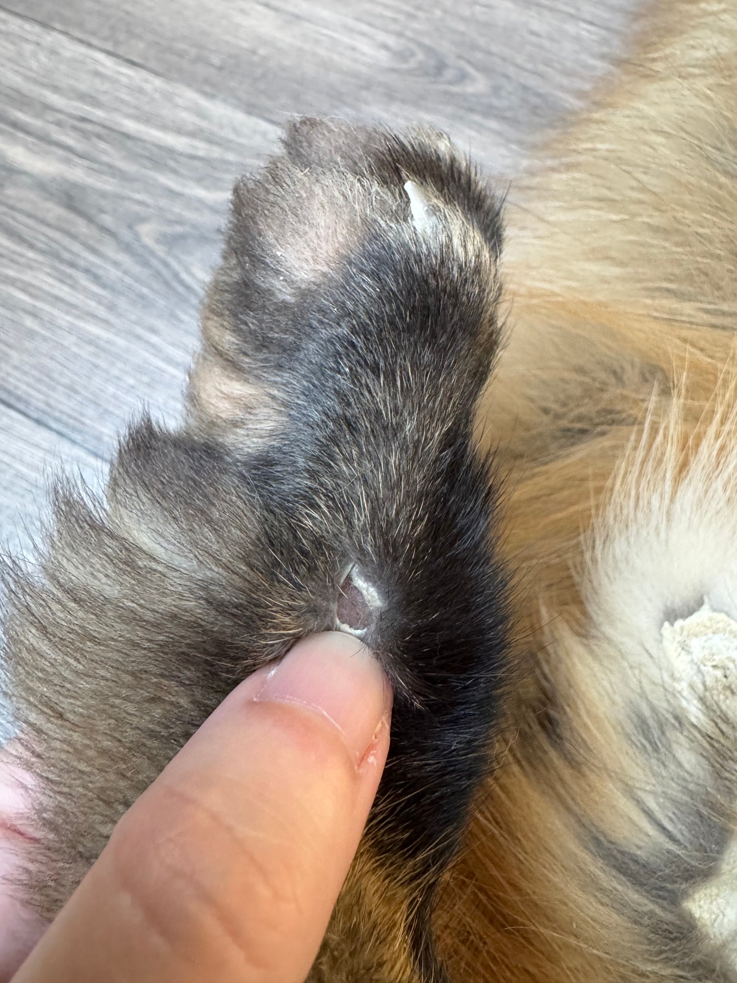 Male Gold fox mountable pelt (tag 73)