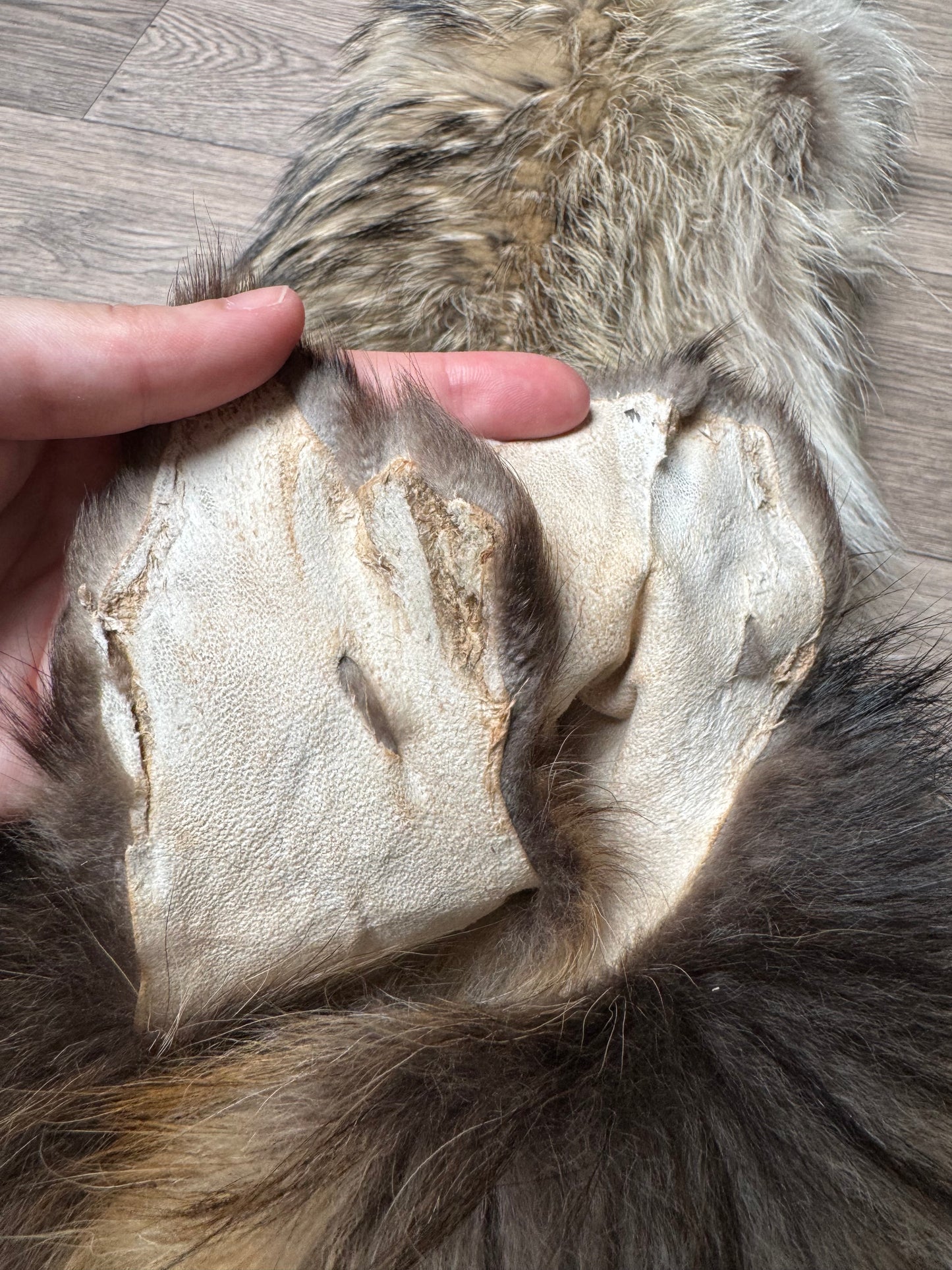 Tanuki pelt (3)