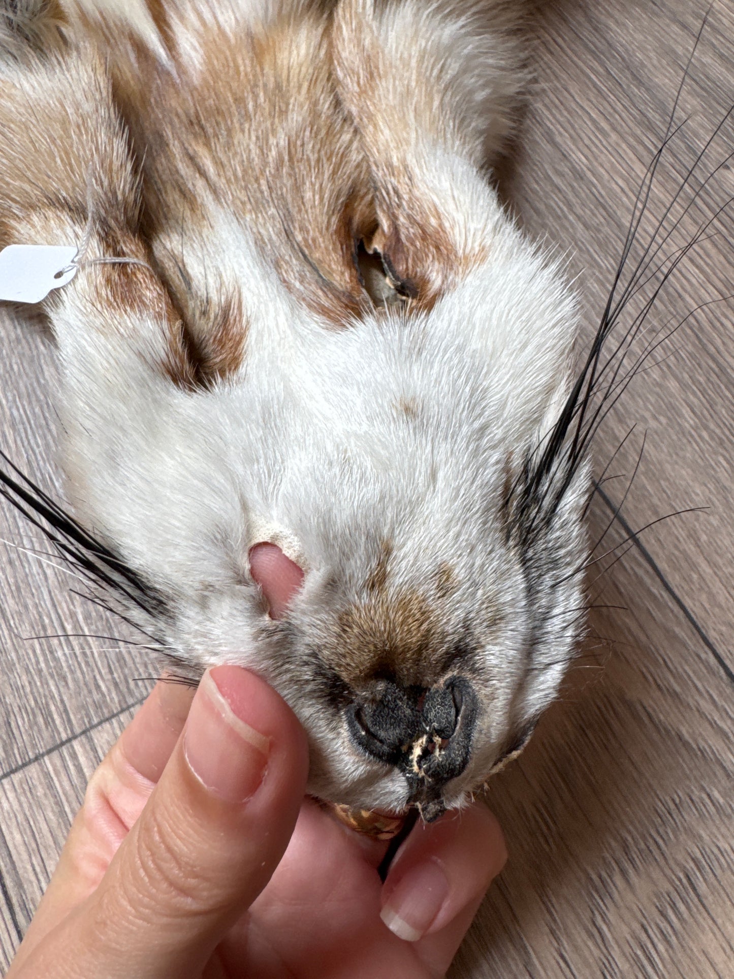 Sun Glow fox pelt (8)