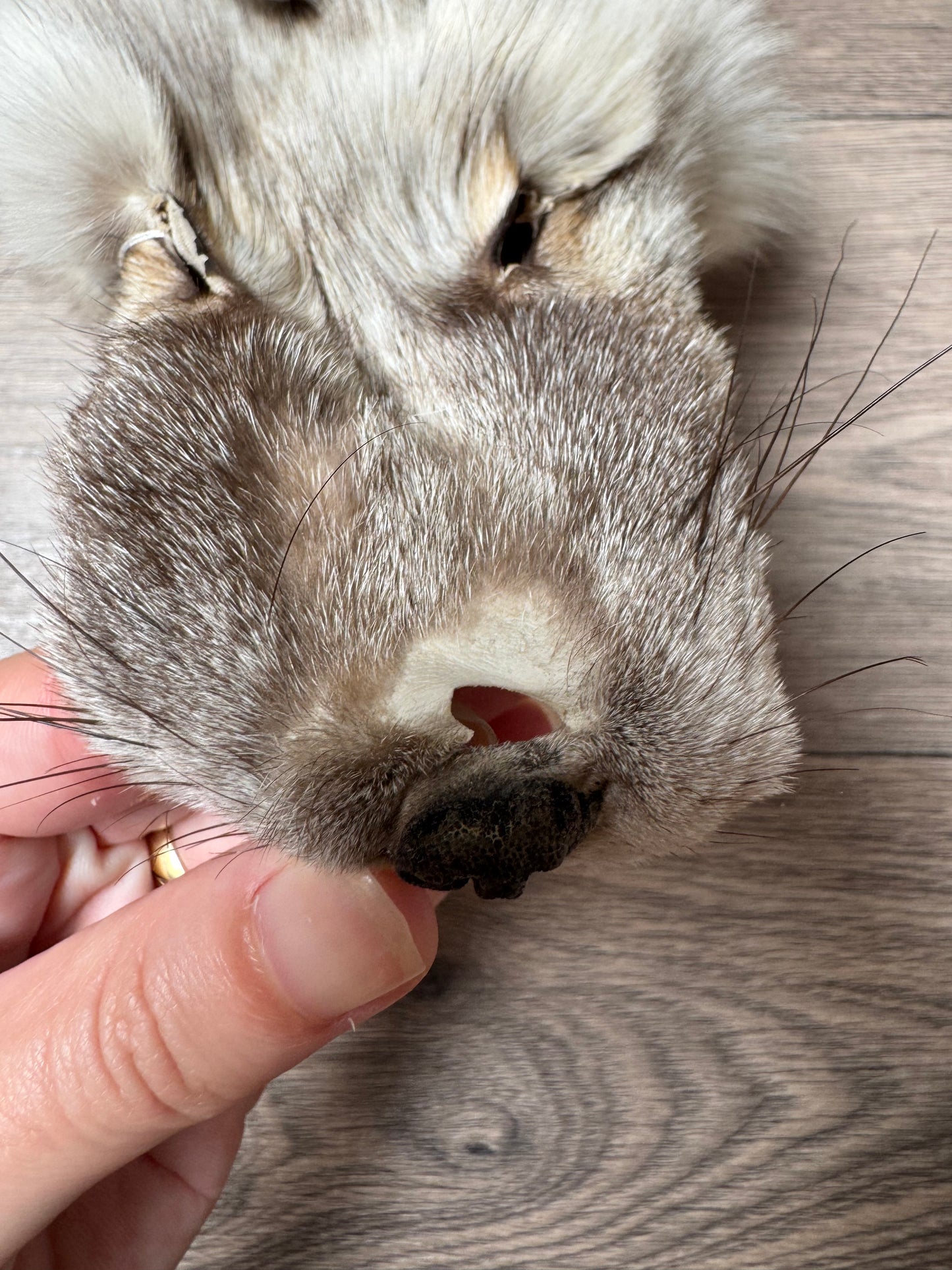 Fawn Light fox pelt (6)