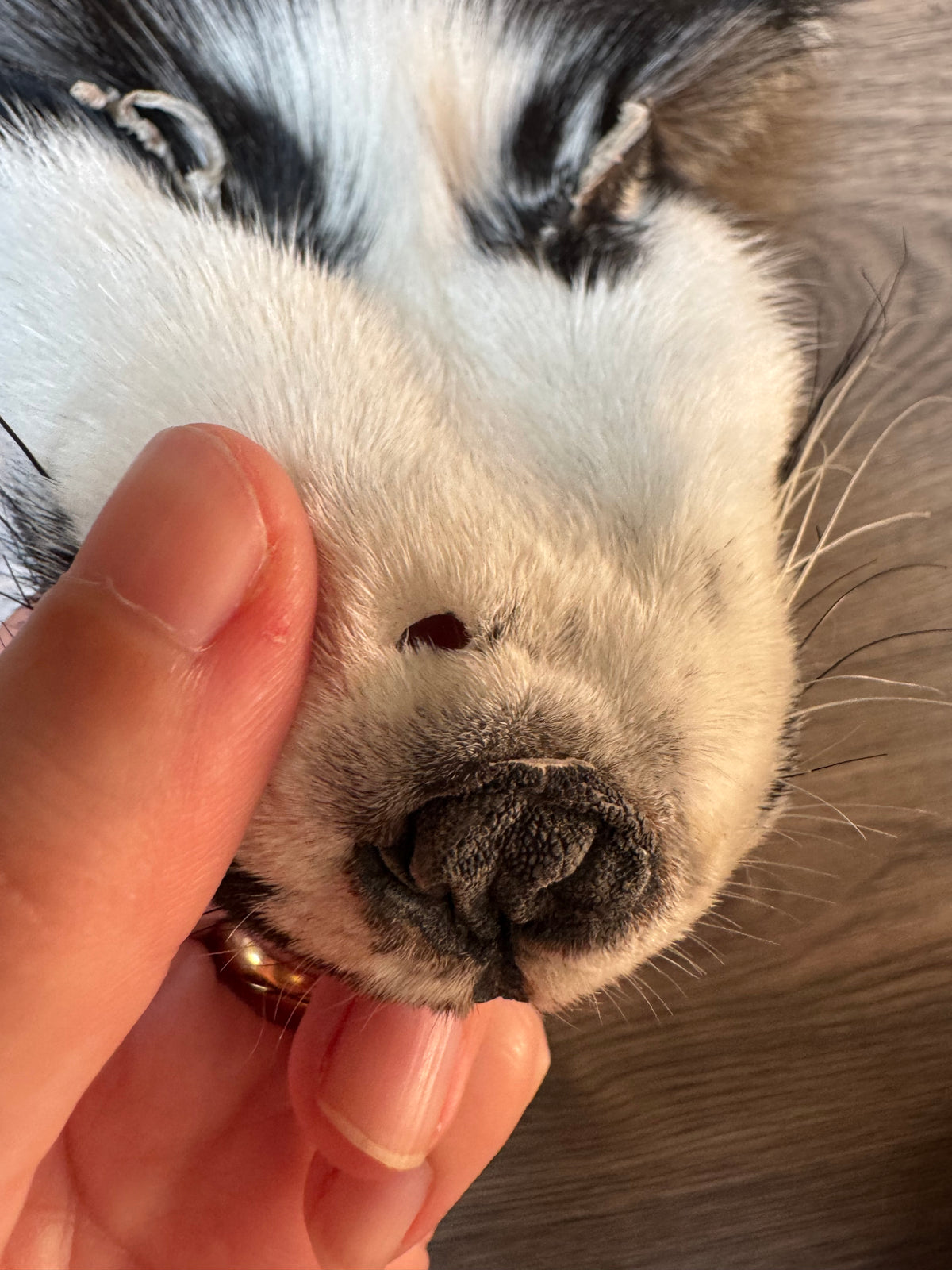Arctic Marble fox pelt (10)