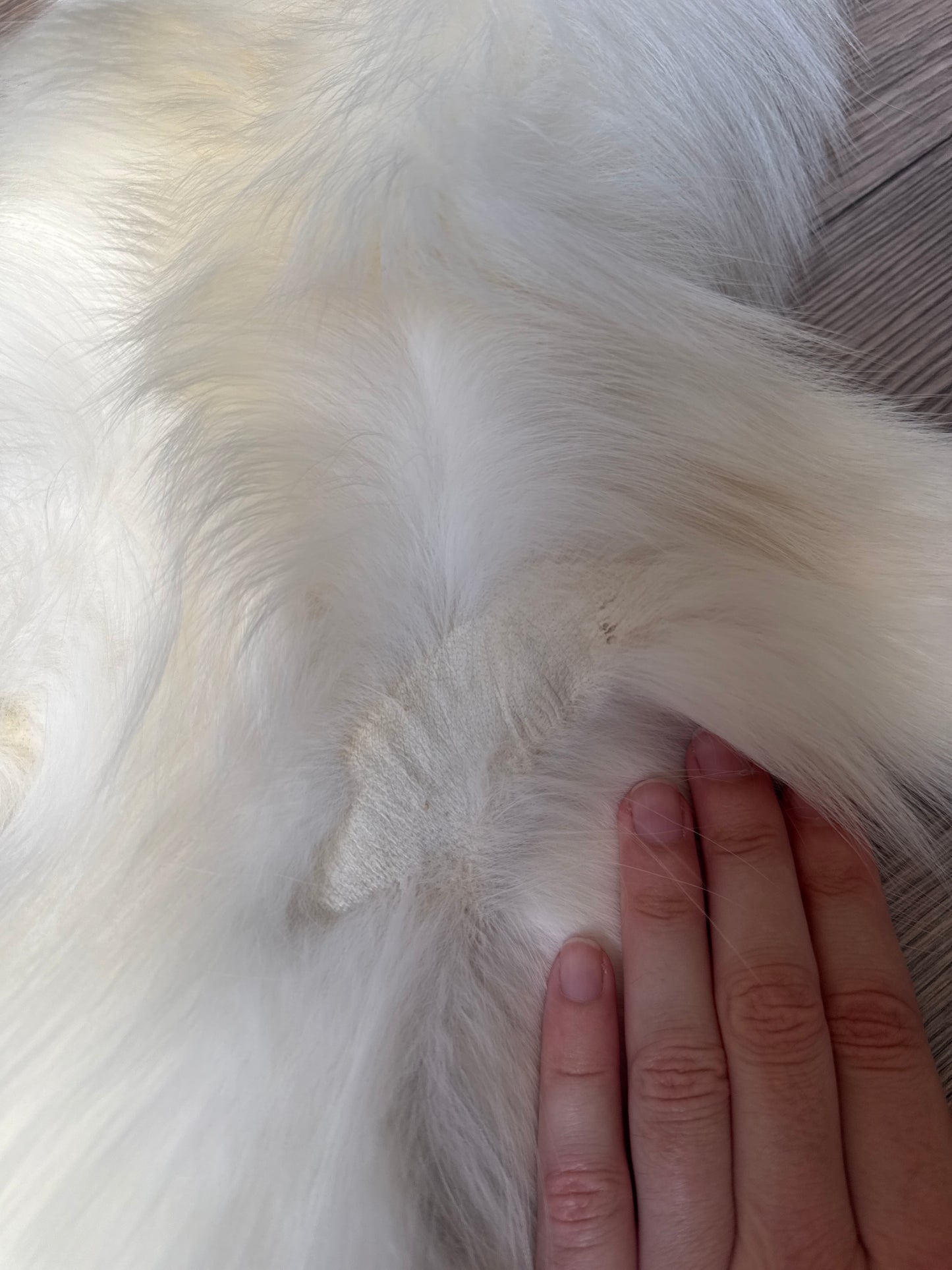 Sun Glow fox pelt (24)