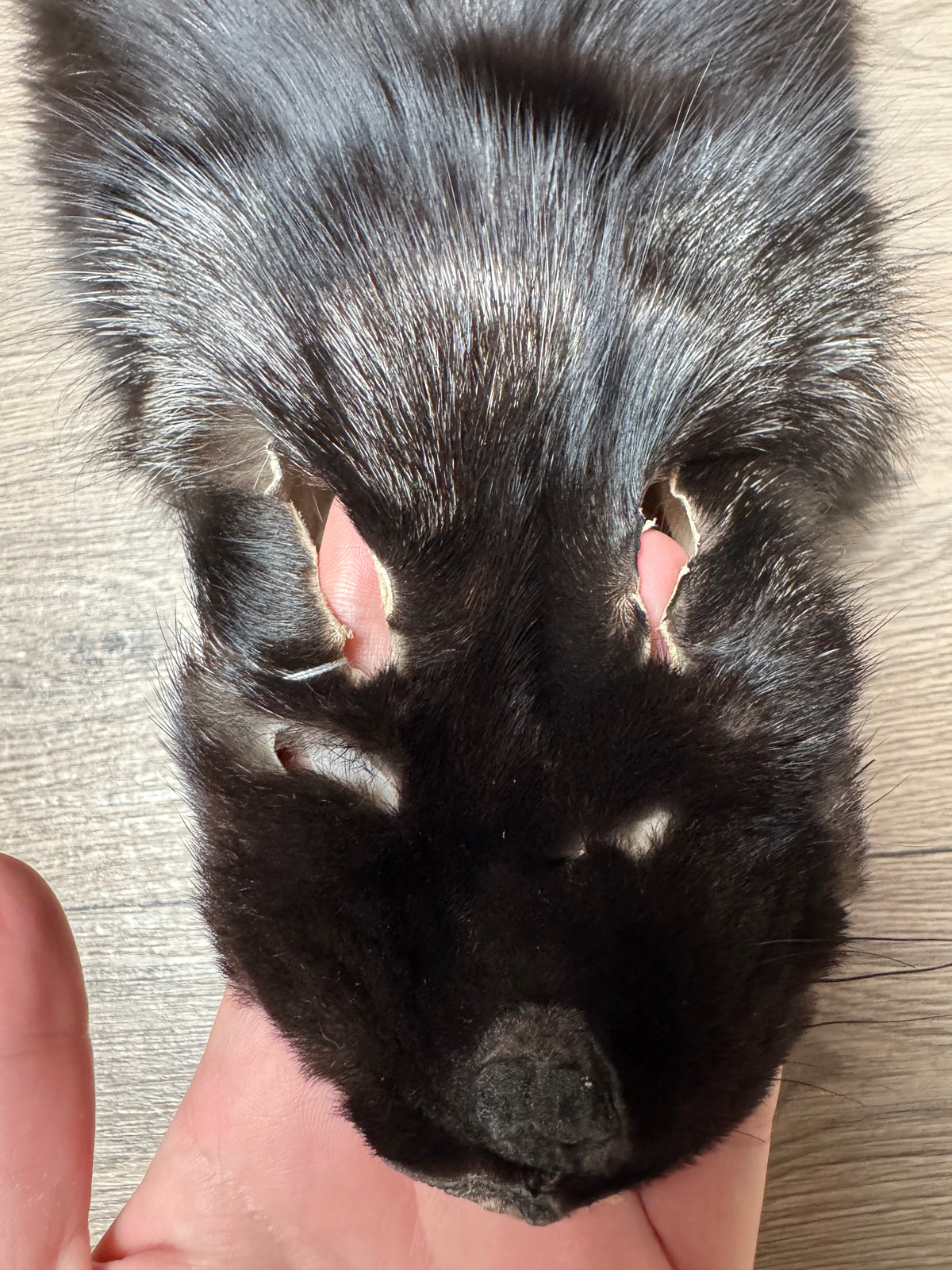Silver fox pelt (22)