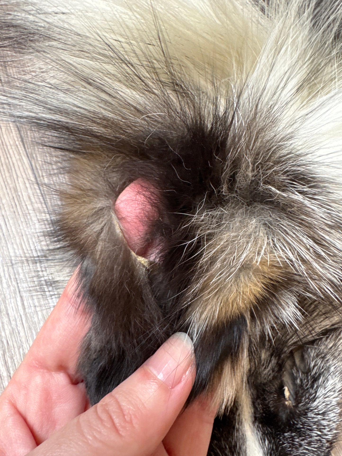 Cross Whitemark fox pelt (3)