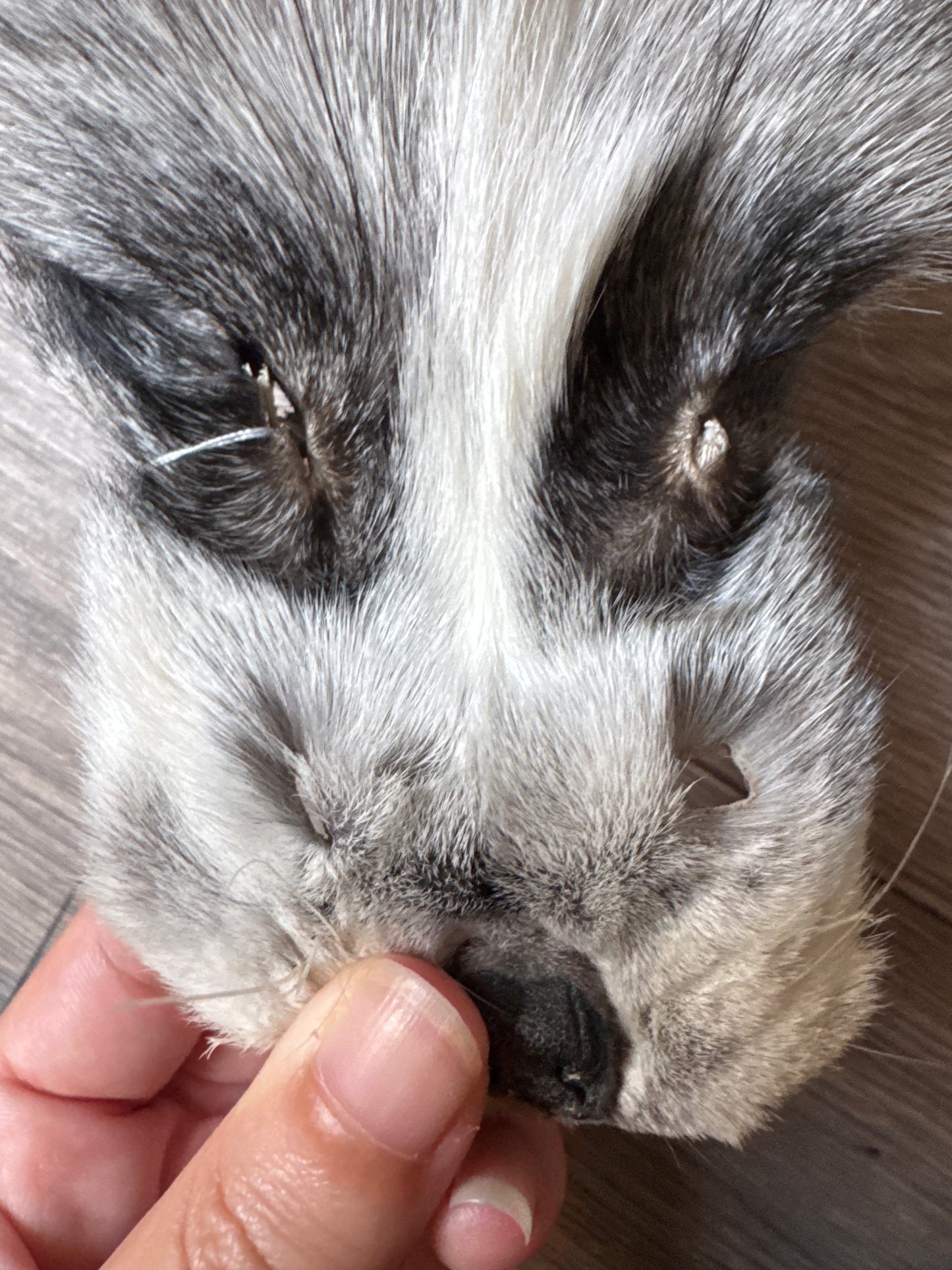 Platinum fox pelt (11)