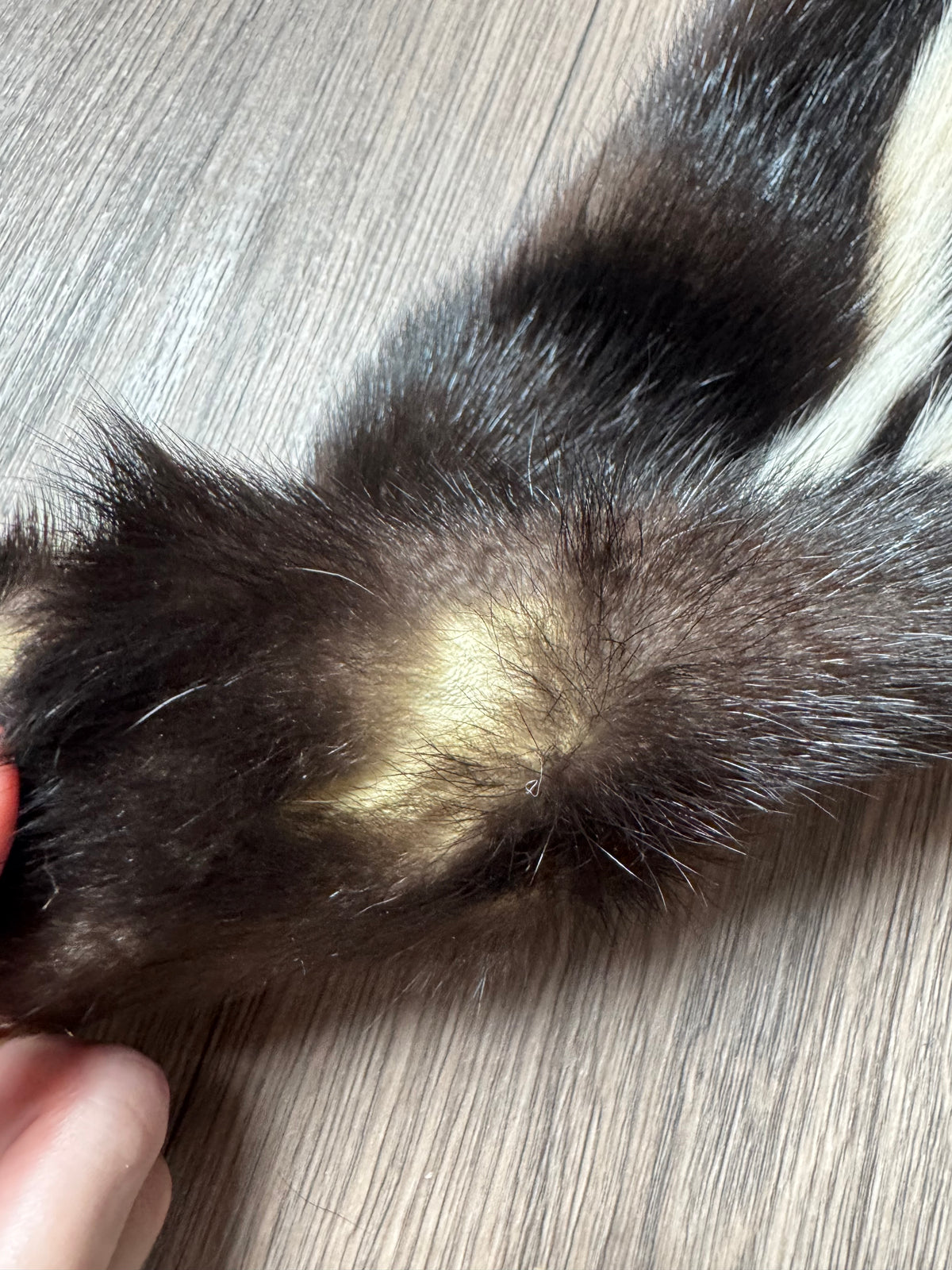Skunk pelt (7)