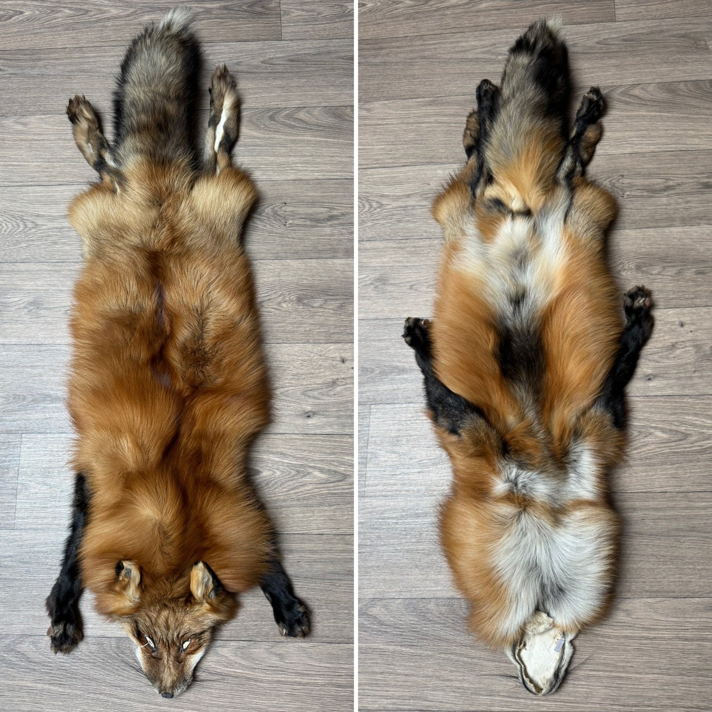 Male Gold fox mountable pelt (tag 70)