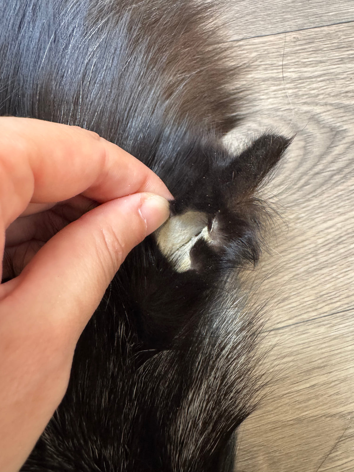 Silver fox pelt (24)