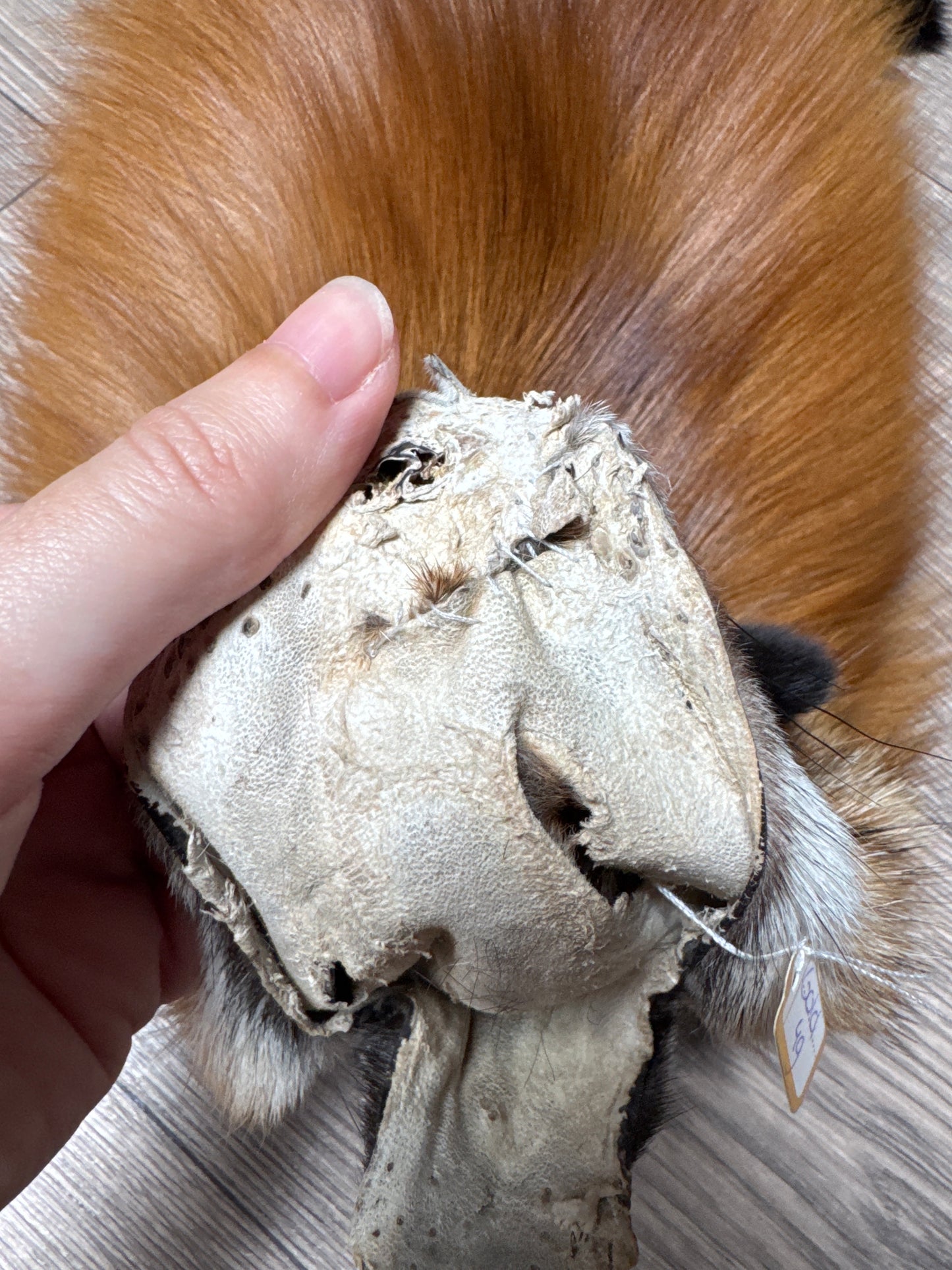 Gold fox pelt (49)
