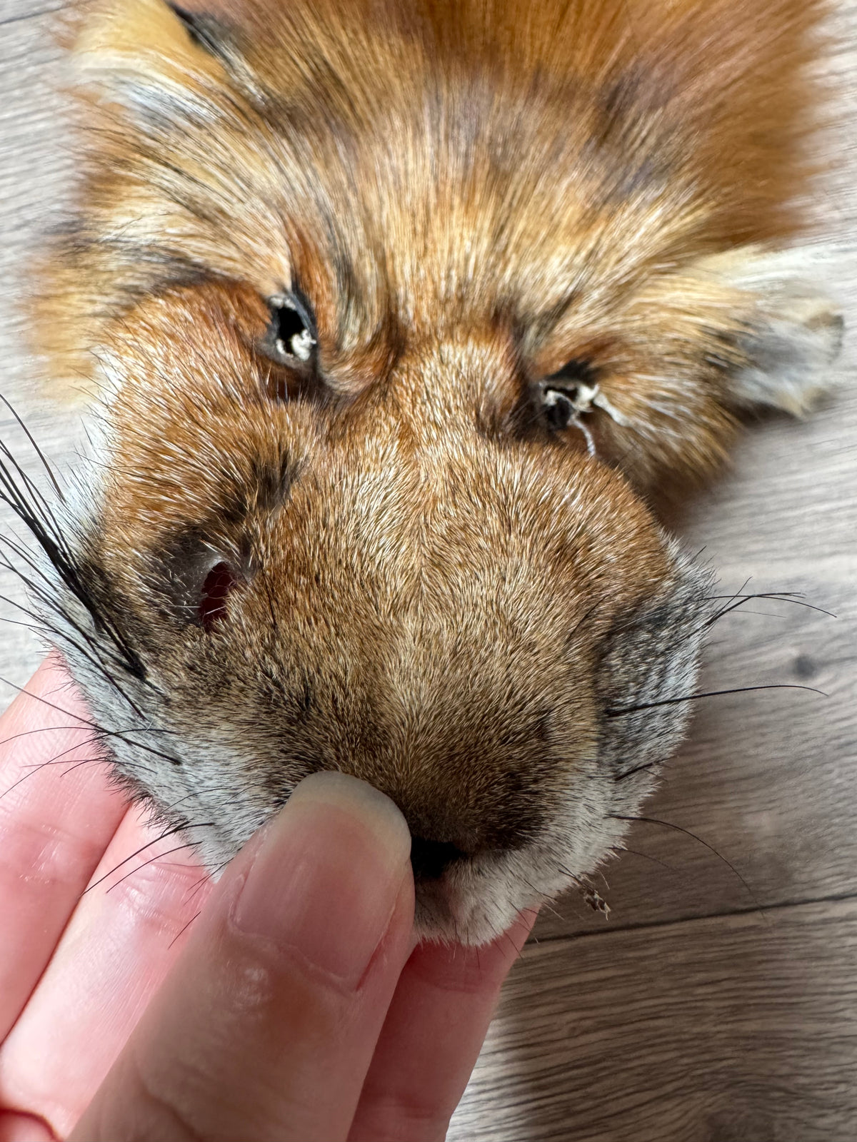 Gold fox pelt (39)