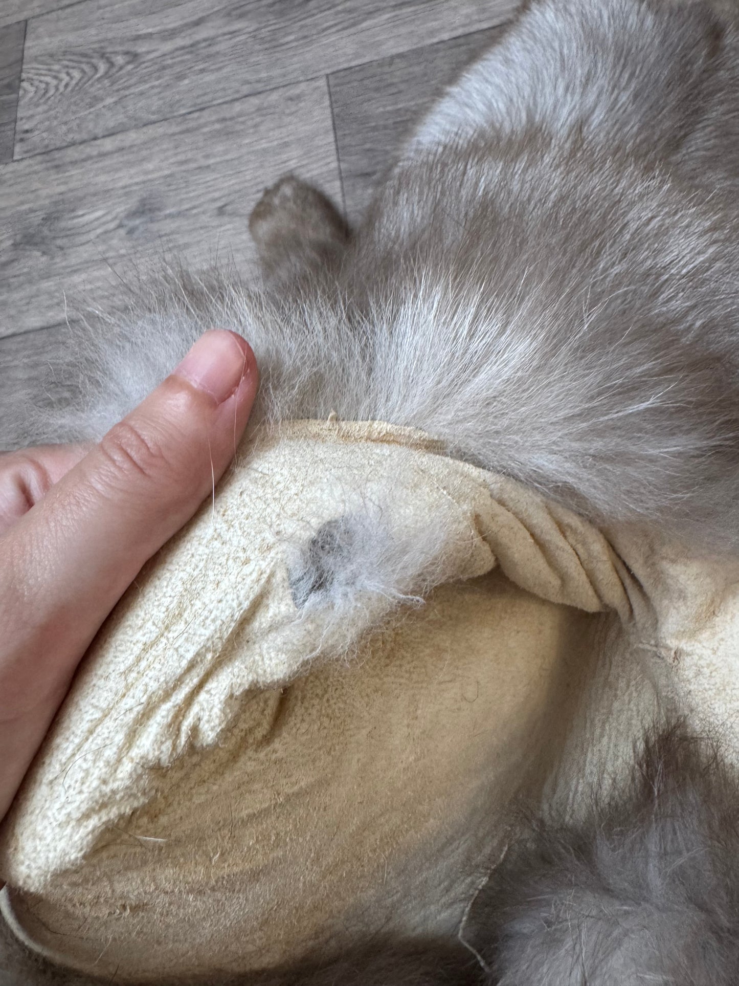 Polish Pastel fox pelt (15)