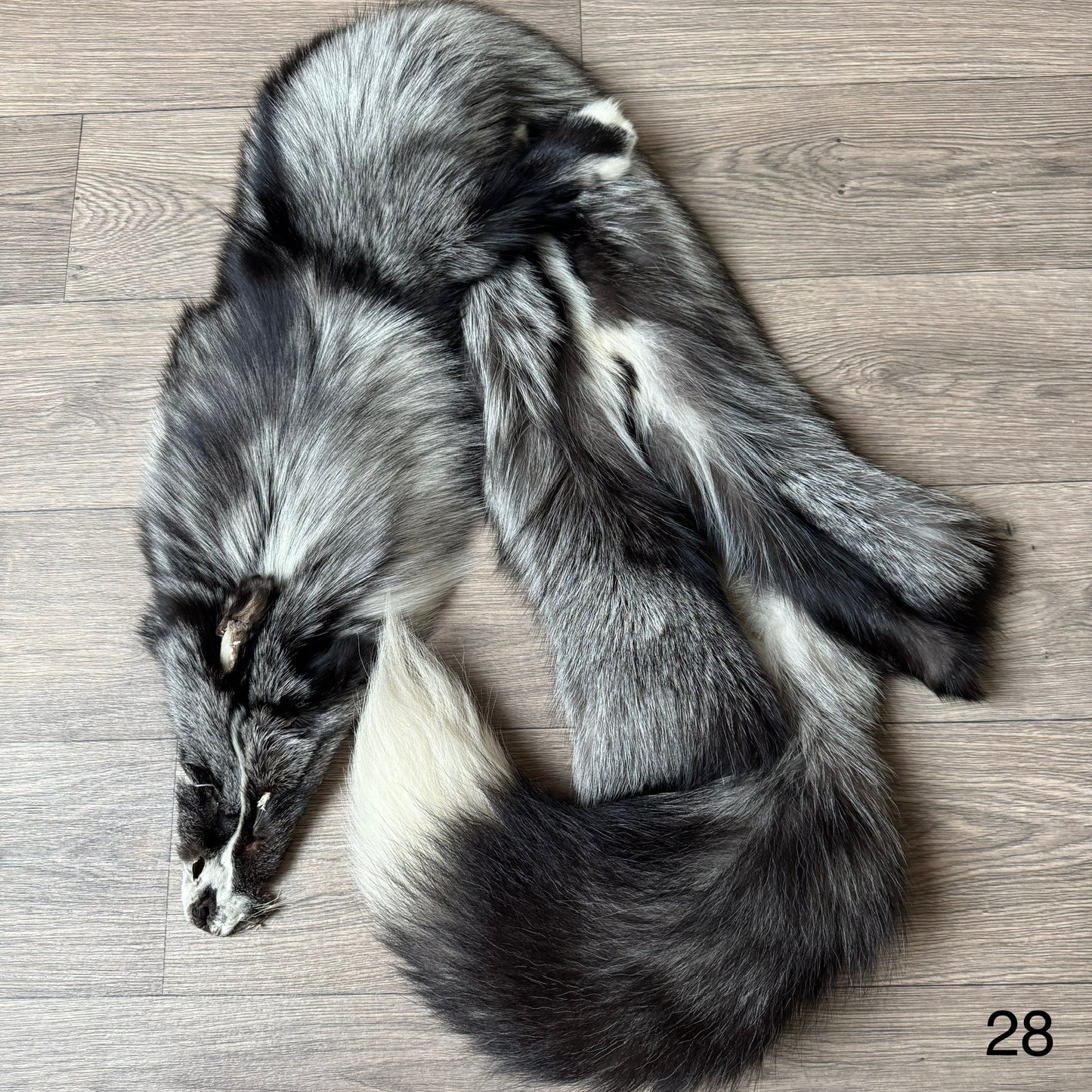 Silver Ringneck fox pelt (28)