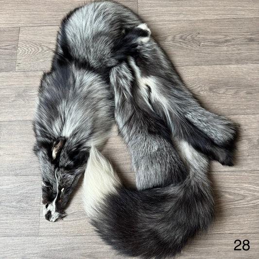 Silver Ringneck fox pelt (28)
