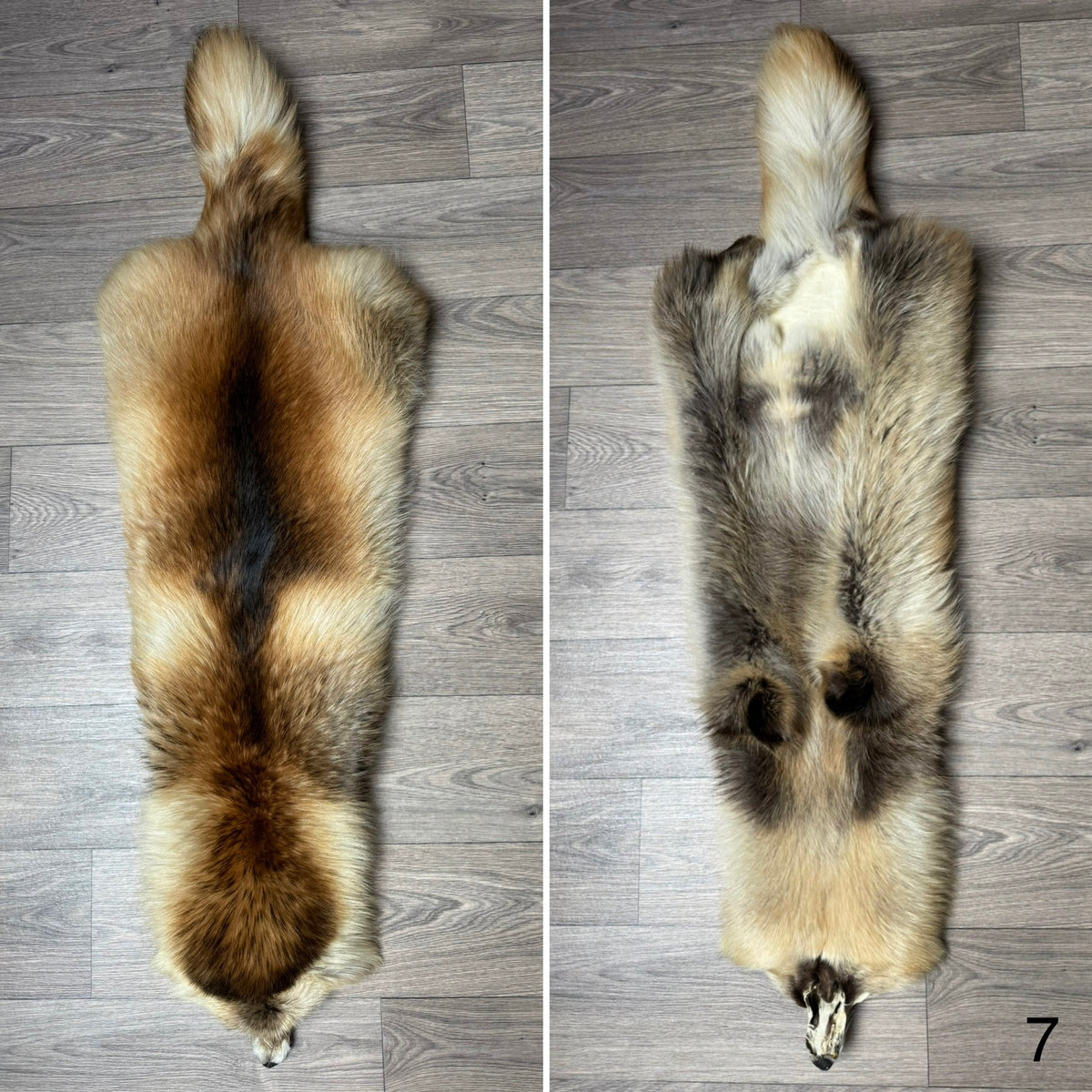 Arctic tanuki pelt (7)