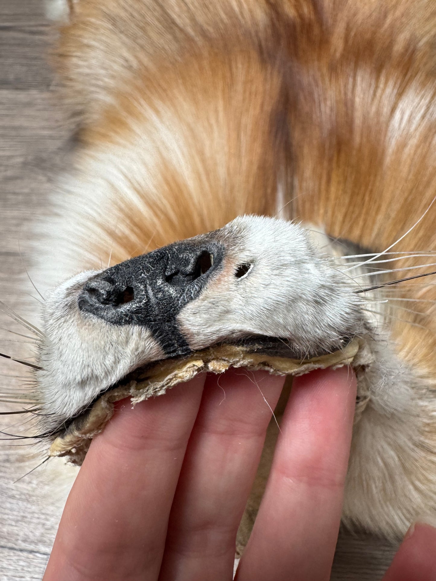 Female Gold Ringneck fox mountable pelt (tag 24)