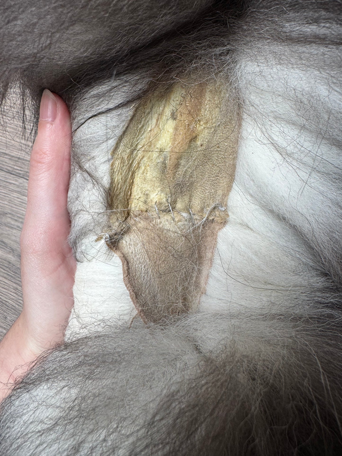 Silver fox pelt (8)