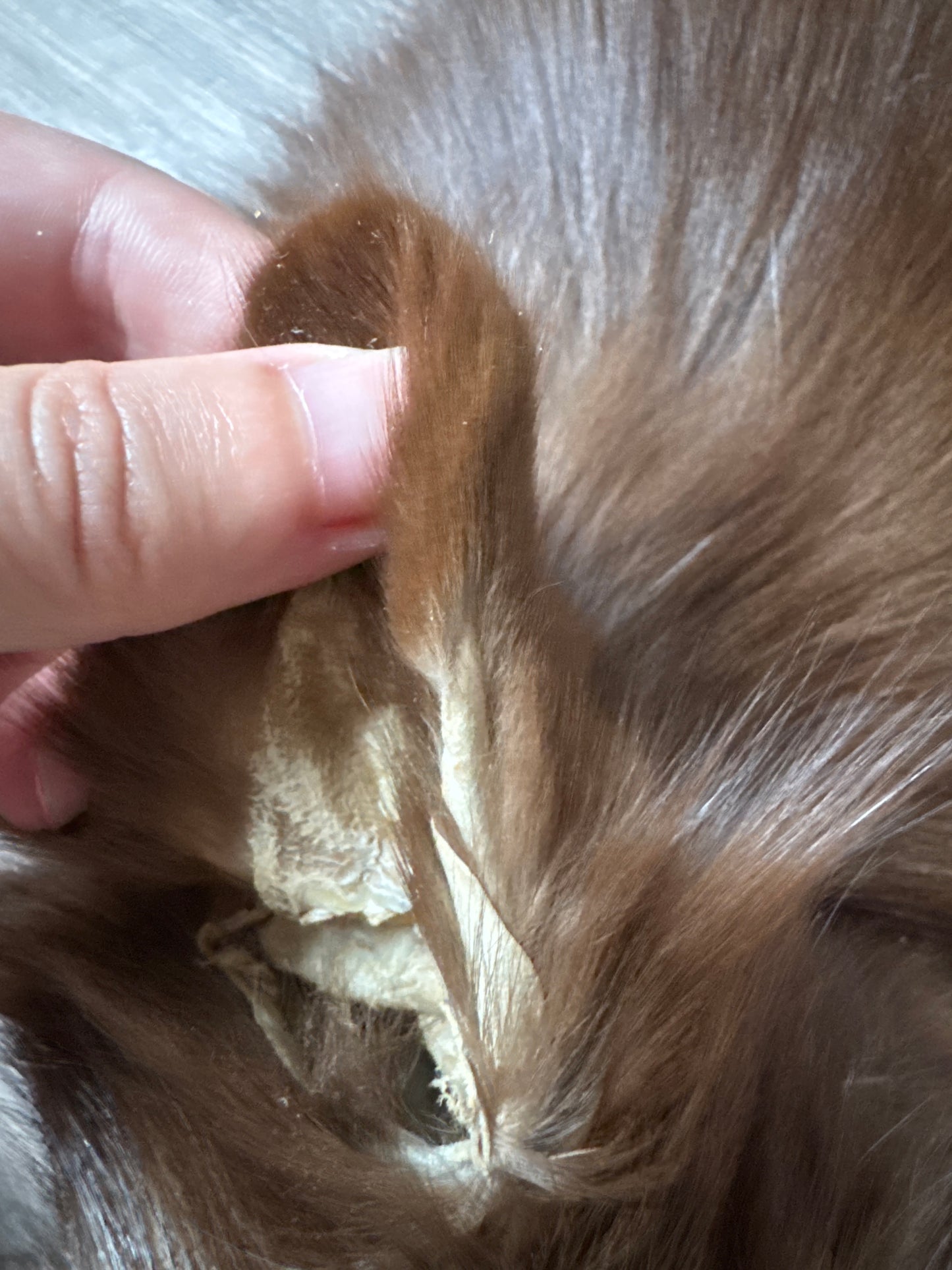 Burgundy fox pelt (12)