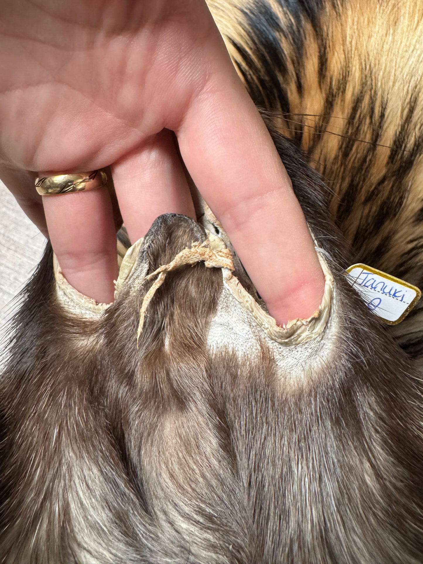 Tanuki pelt (8)