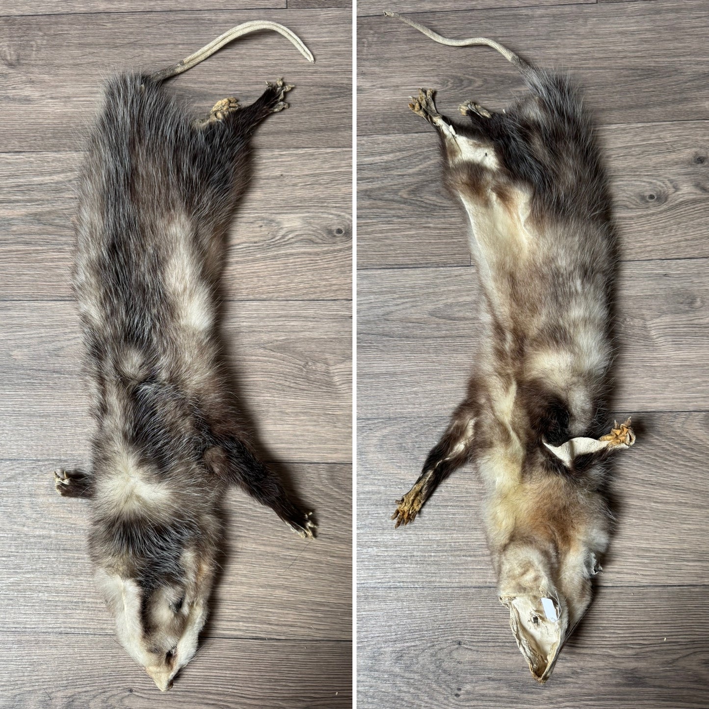 Male opossum mountable pelt (12)