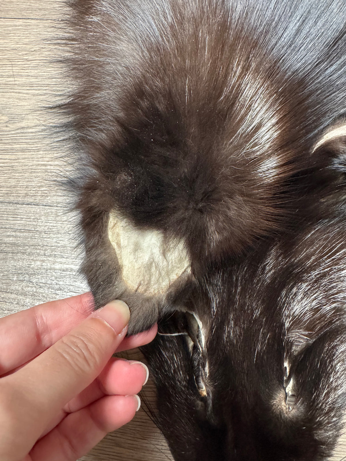 Silver fox pelt (17)