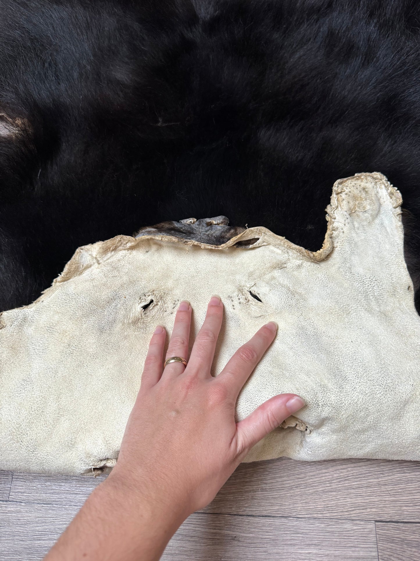 Black bear hide (3)