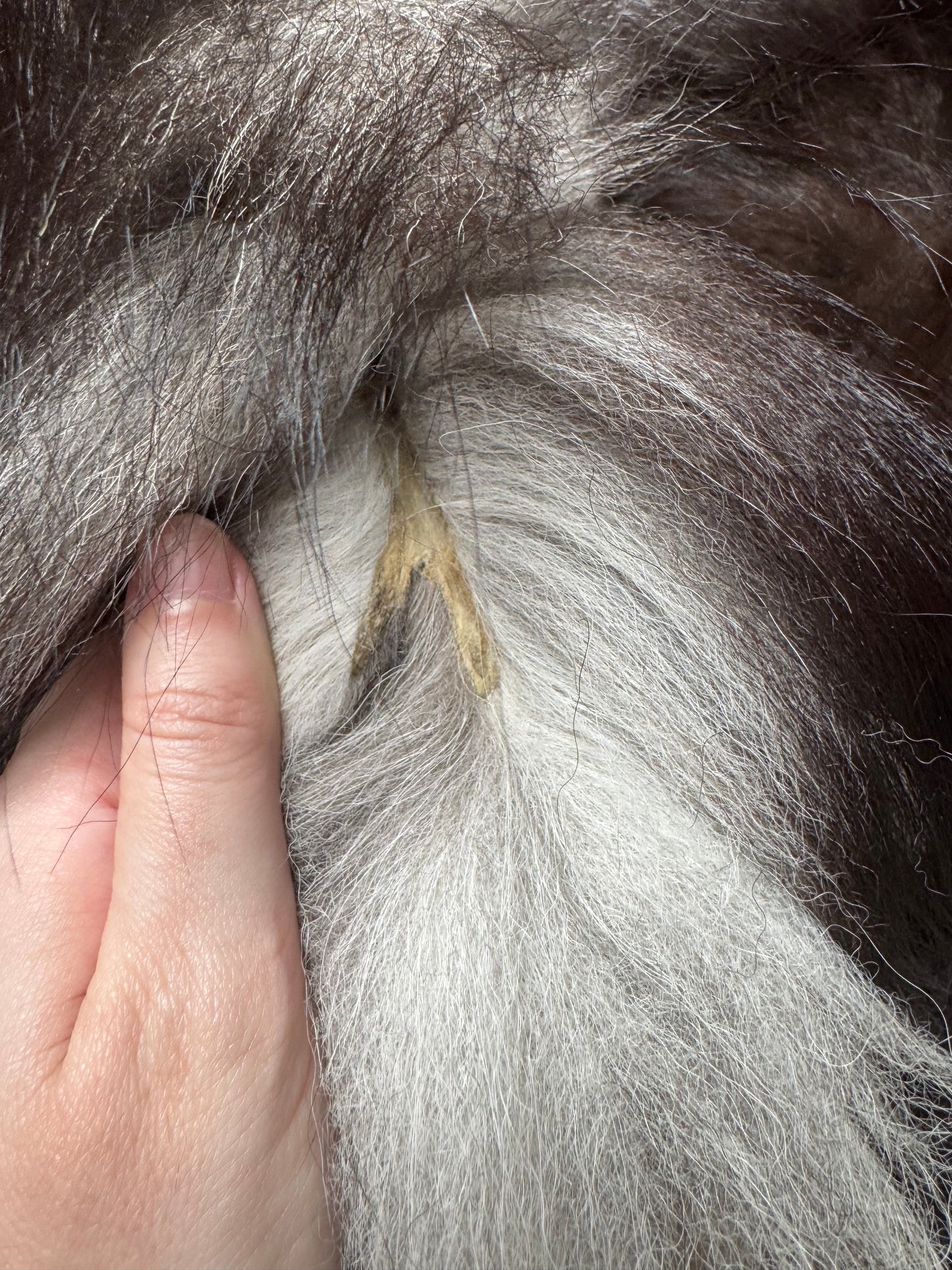 Silver fox pelt (22)