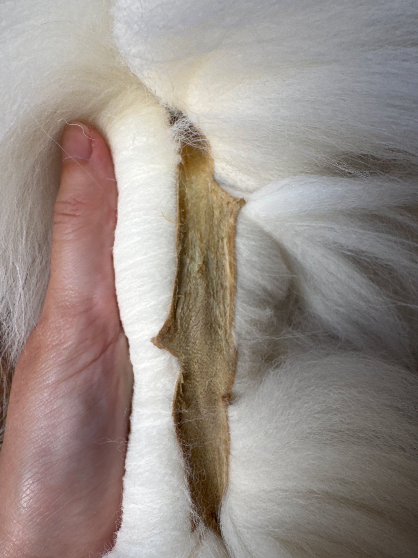 Sun Glow fox pelt (24)