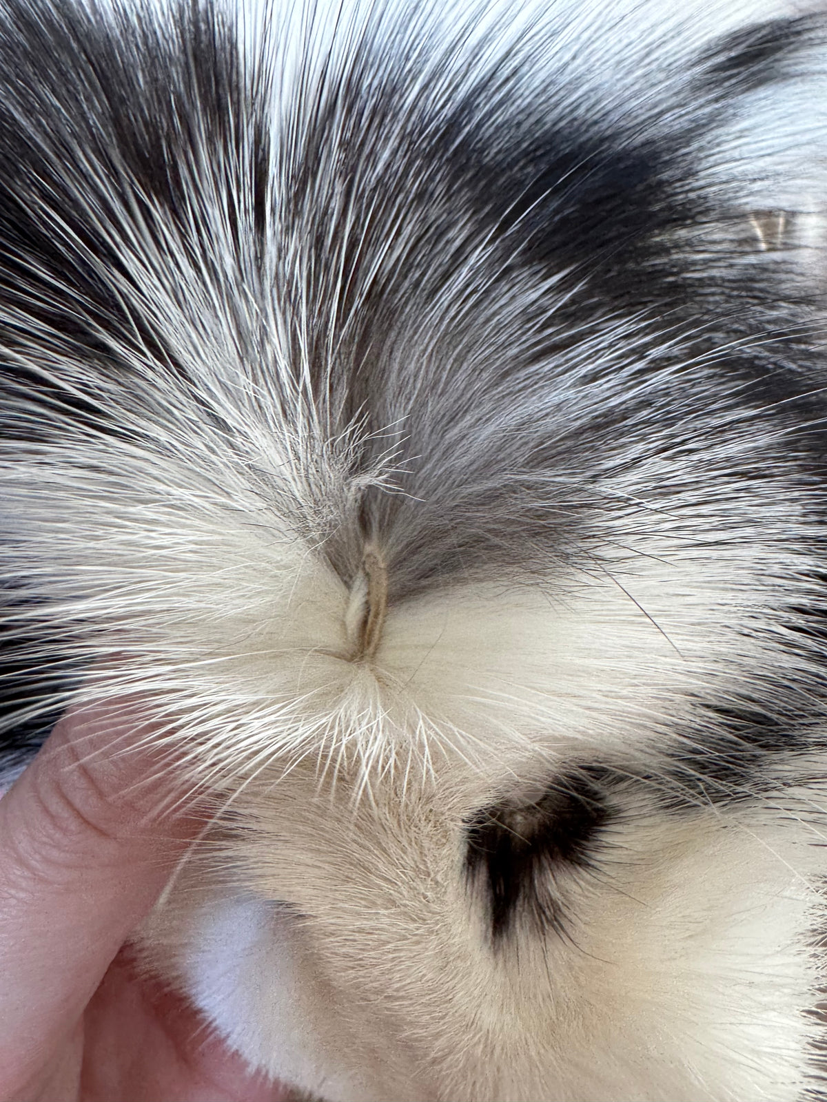 Arctic Marble fox pelt (37)