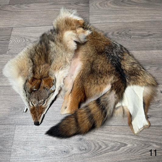 Coyote pelt (11)