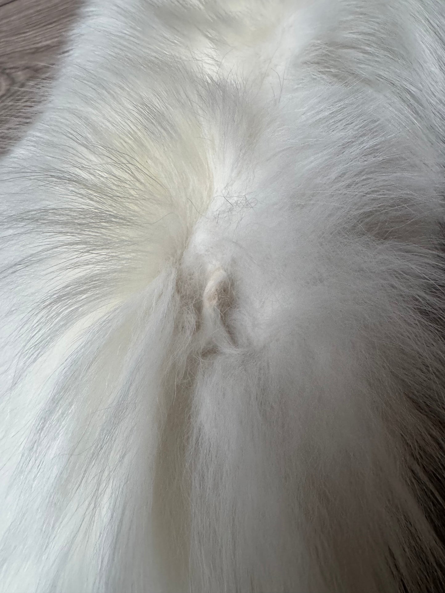 Marble Frost fox pelt (1) (extremely large pelt)