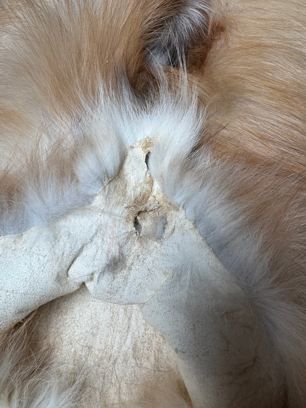 Female Gold Ringneck fox mountable pelt (tag 24)