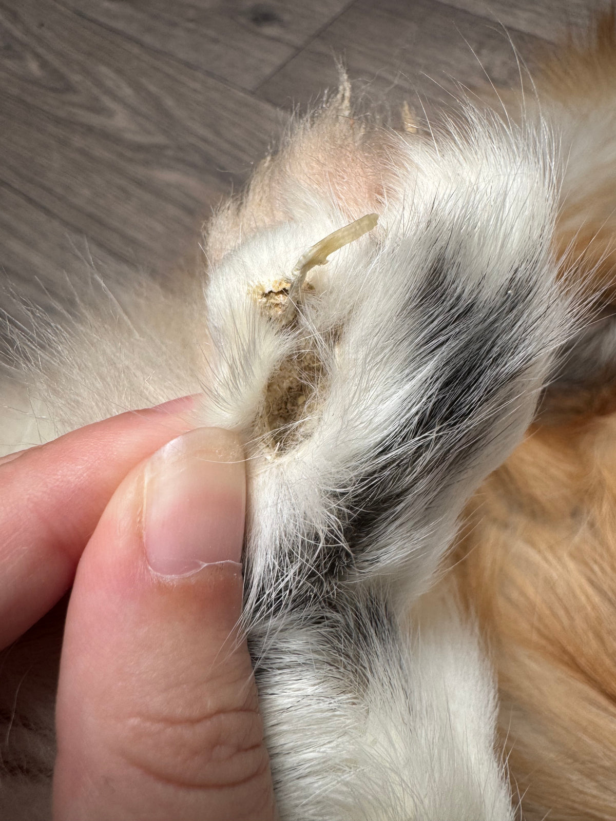 Female Gold Ringneck fox mountable pelt (tag 24)