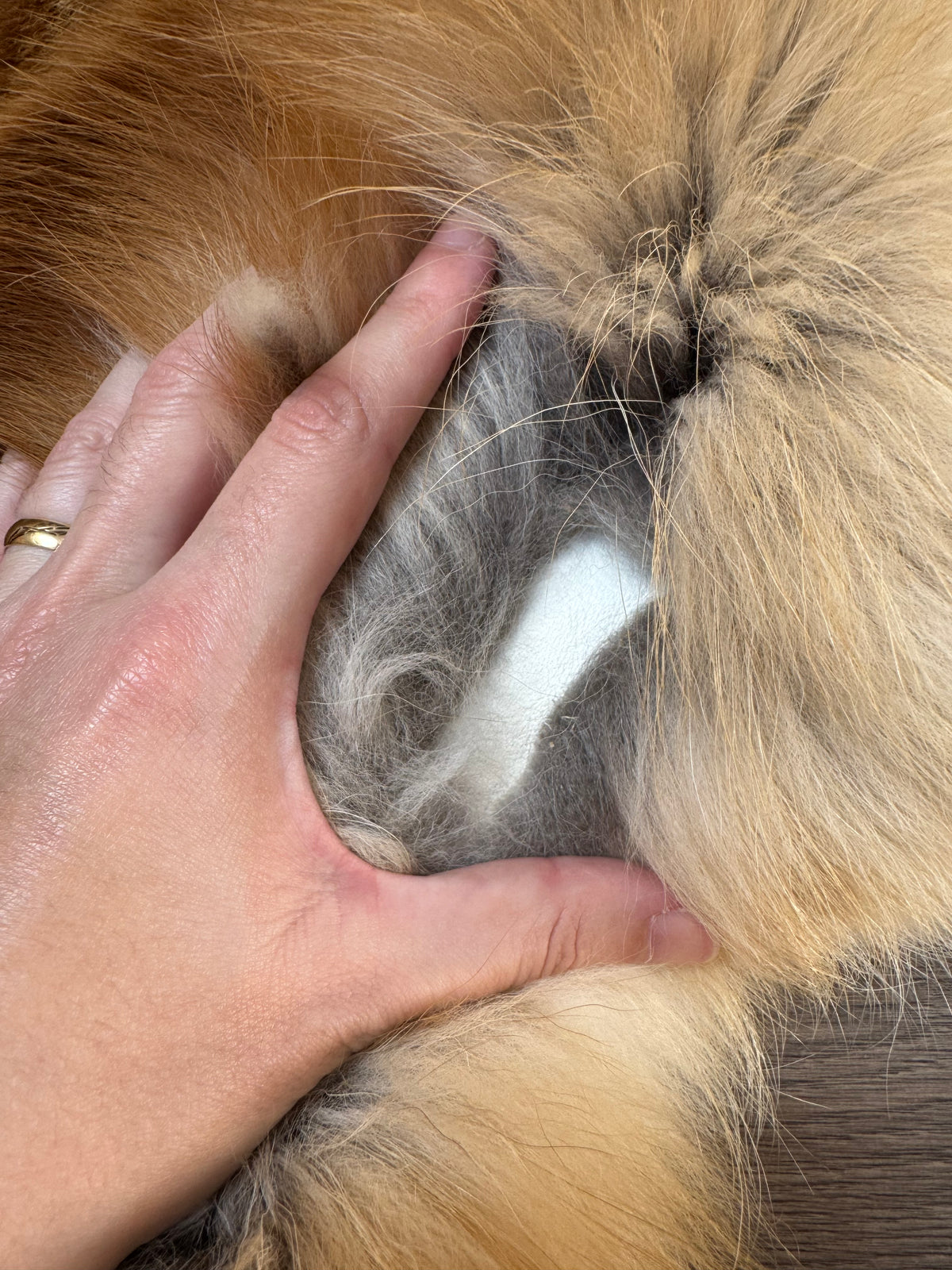 Arctic tanuki pelt (10)