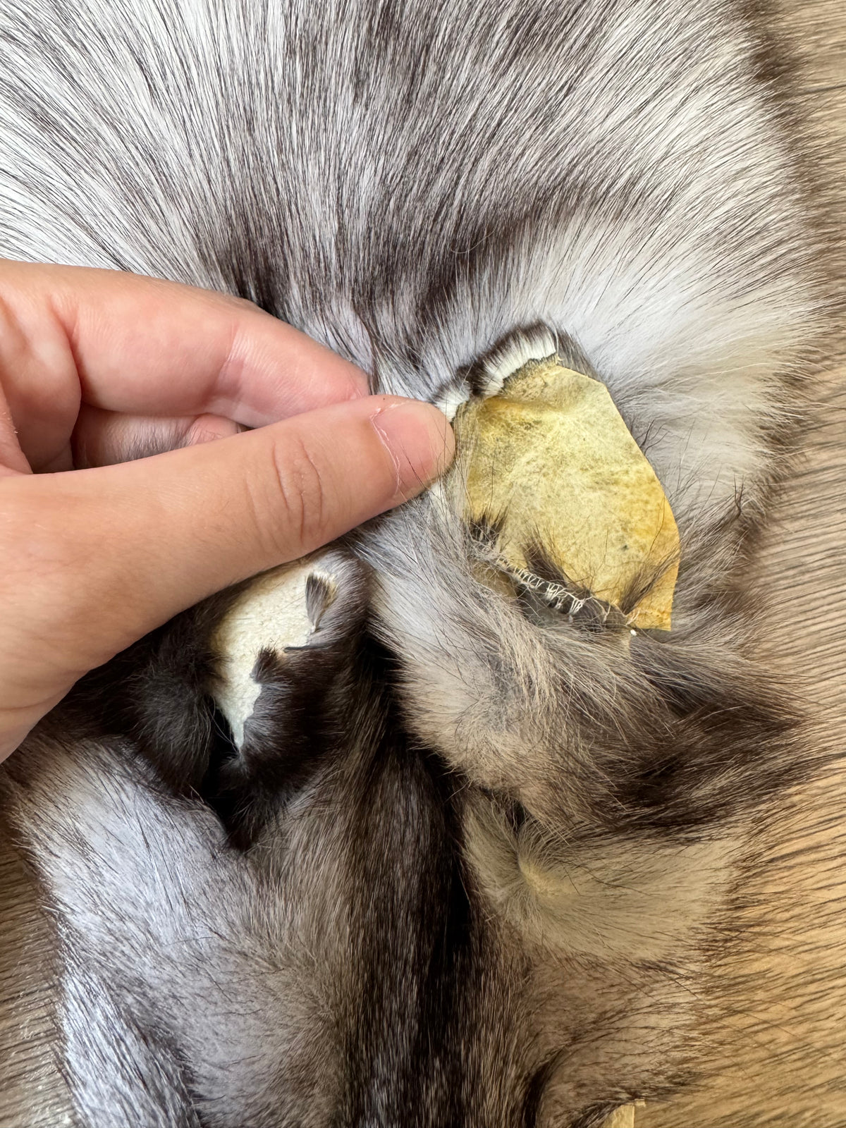 Blue fox pelt (2)