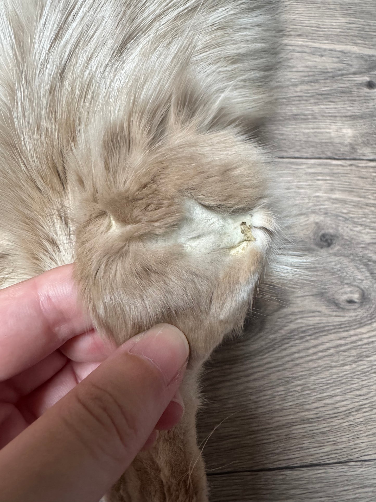 Amber fox pelt (7)