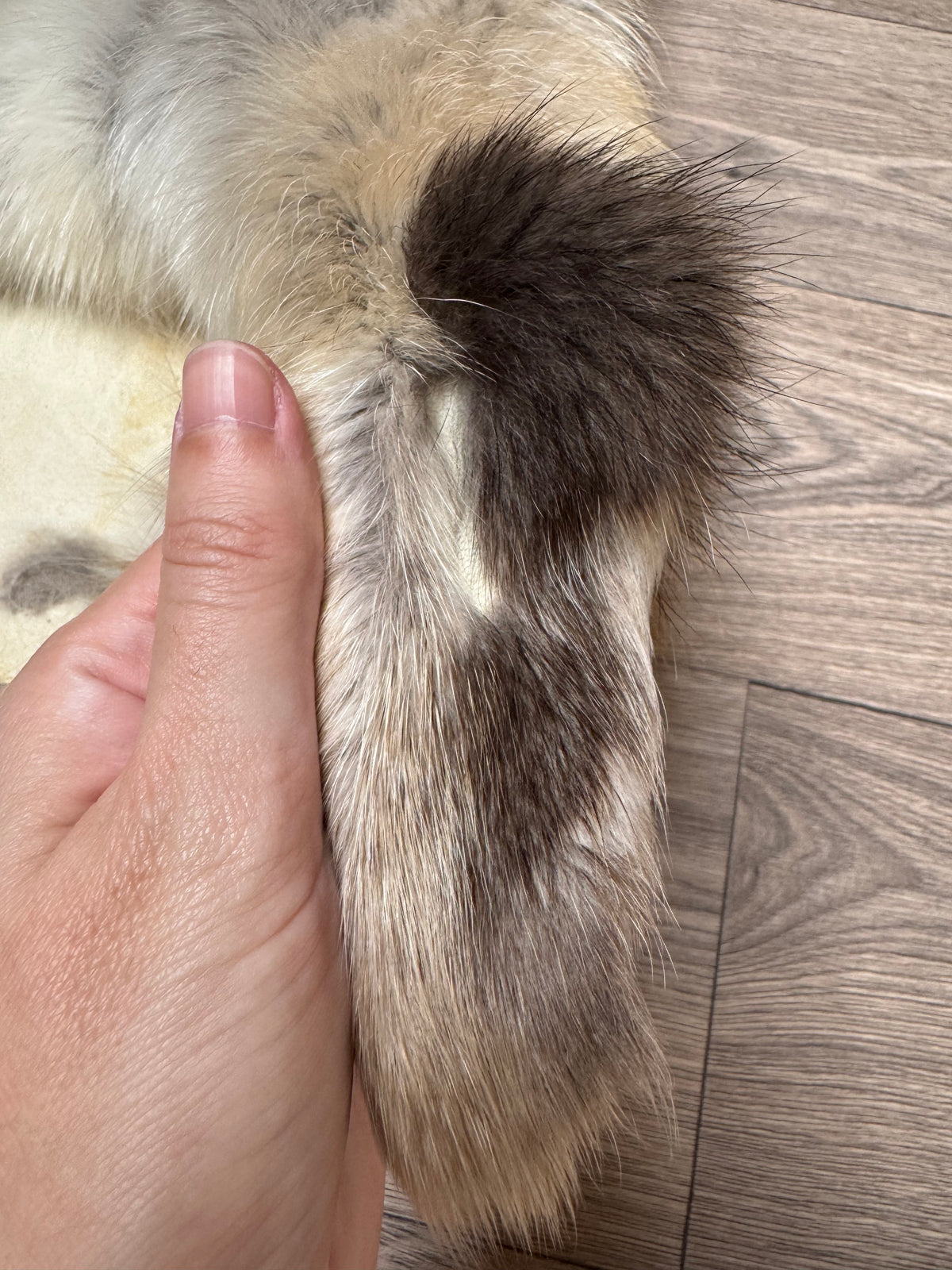 Arctic tanuki pelt (3)