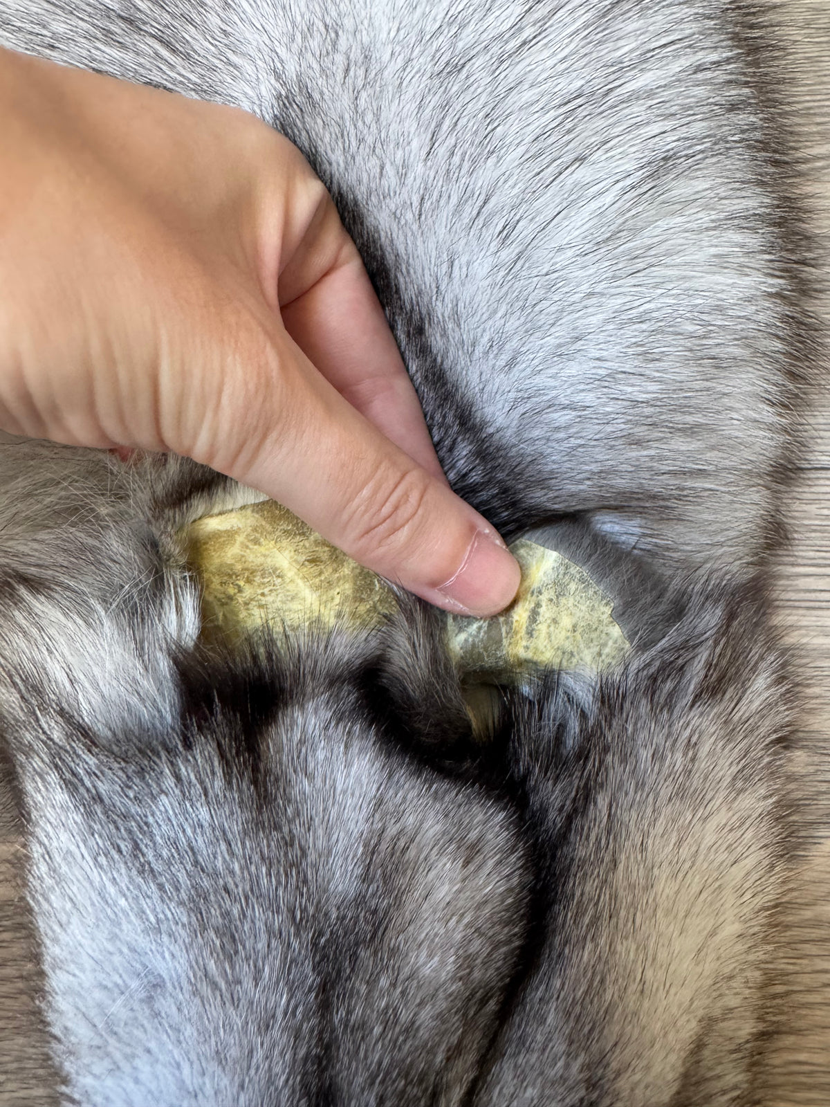 Blue fox pelt (3)