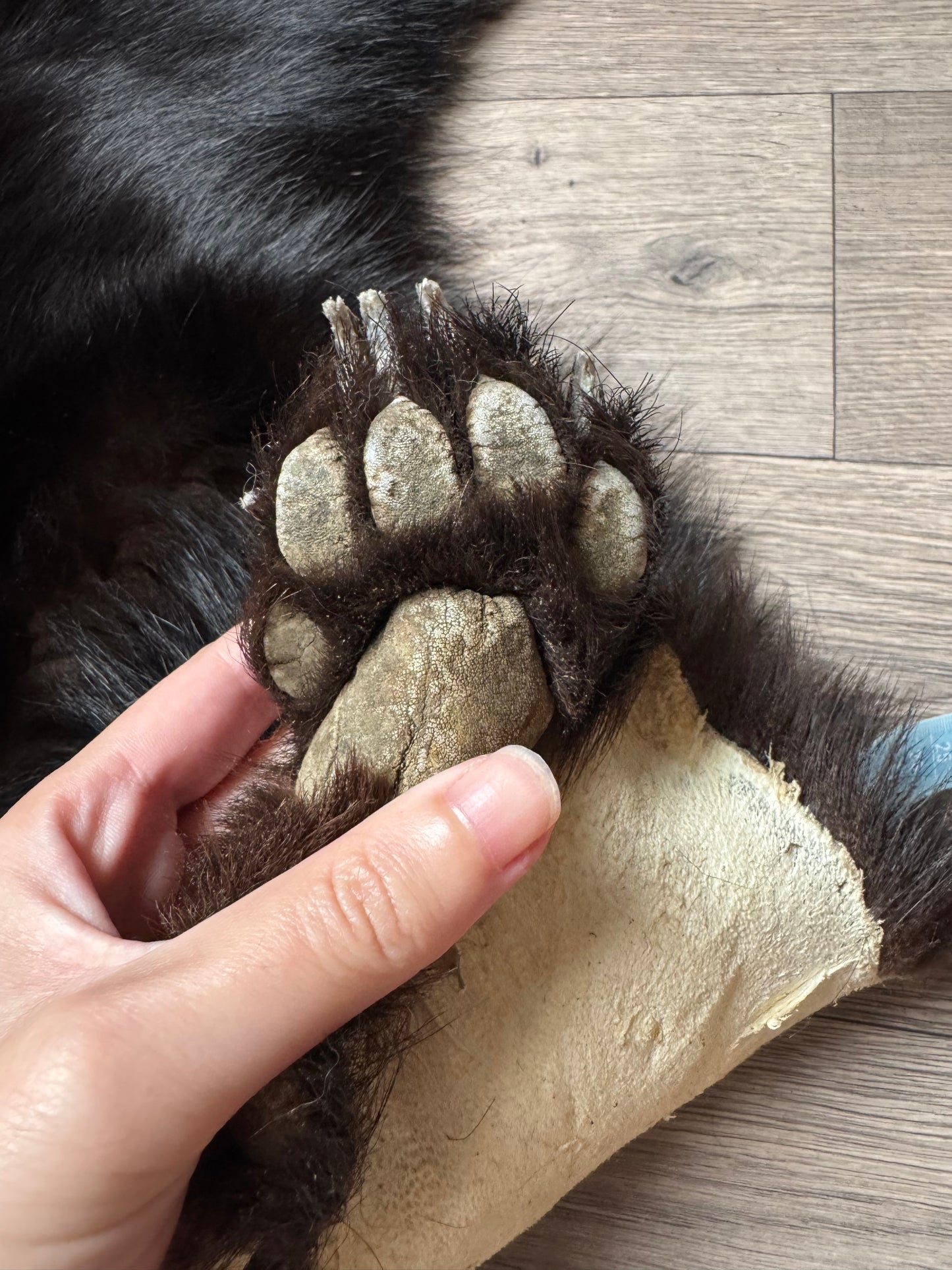 Black bear hide (2)